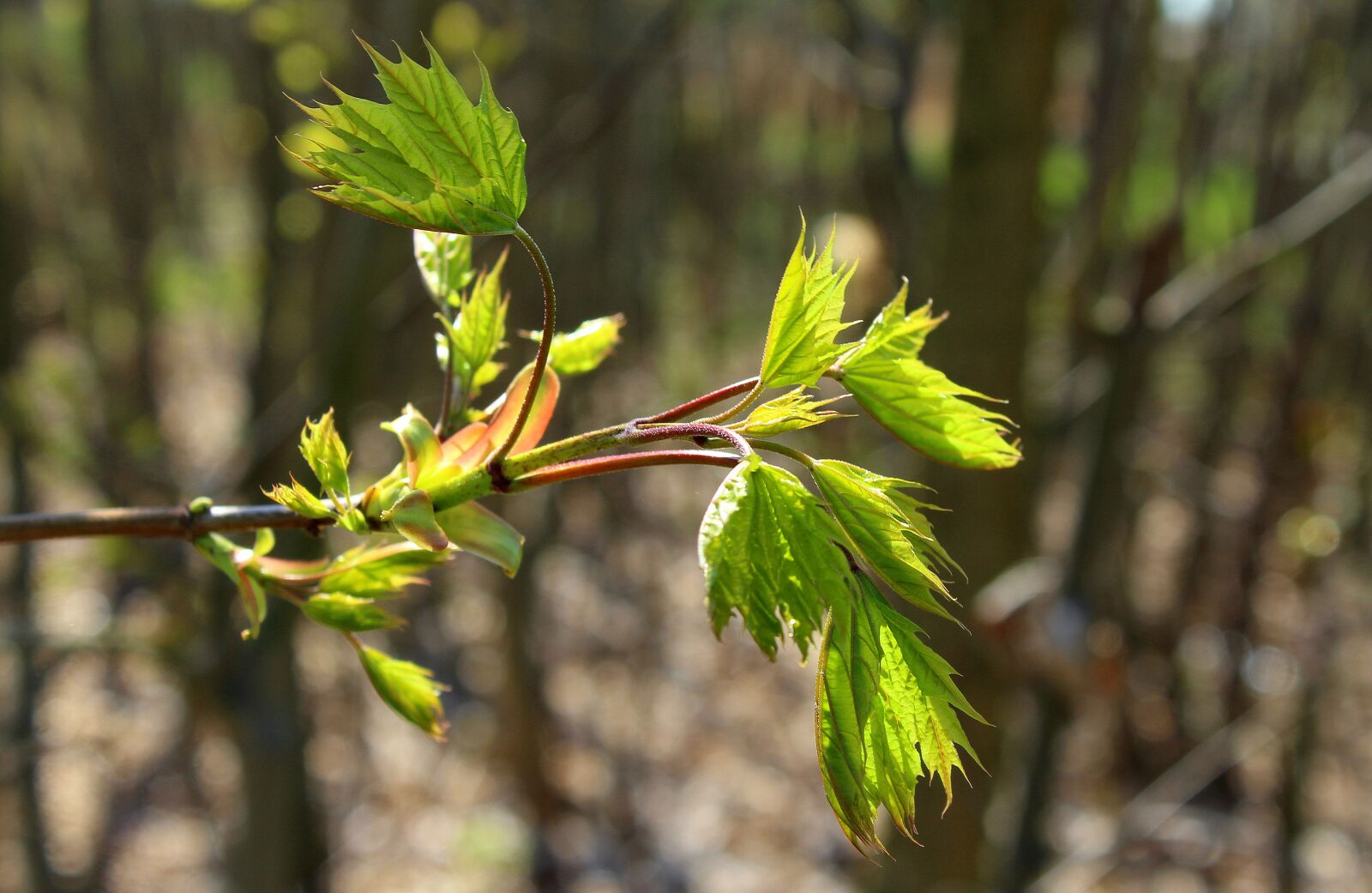 Canon EOS 1200D (EOS Rebel T5 / EOS Kiss X70 / EOS Hi) sample photo. Clone, sapling, spring photography