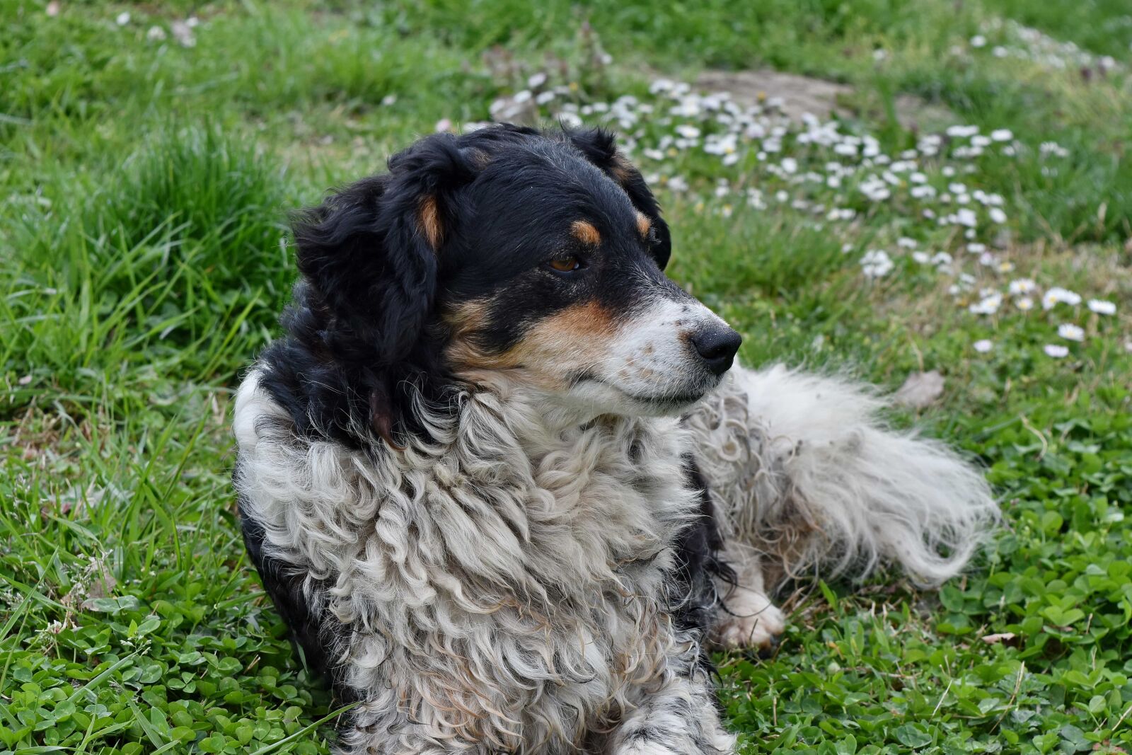 Nikon D5500 sample photo. Purebred, puppy, dog, cute photography