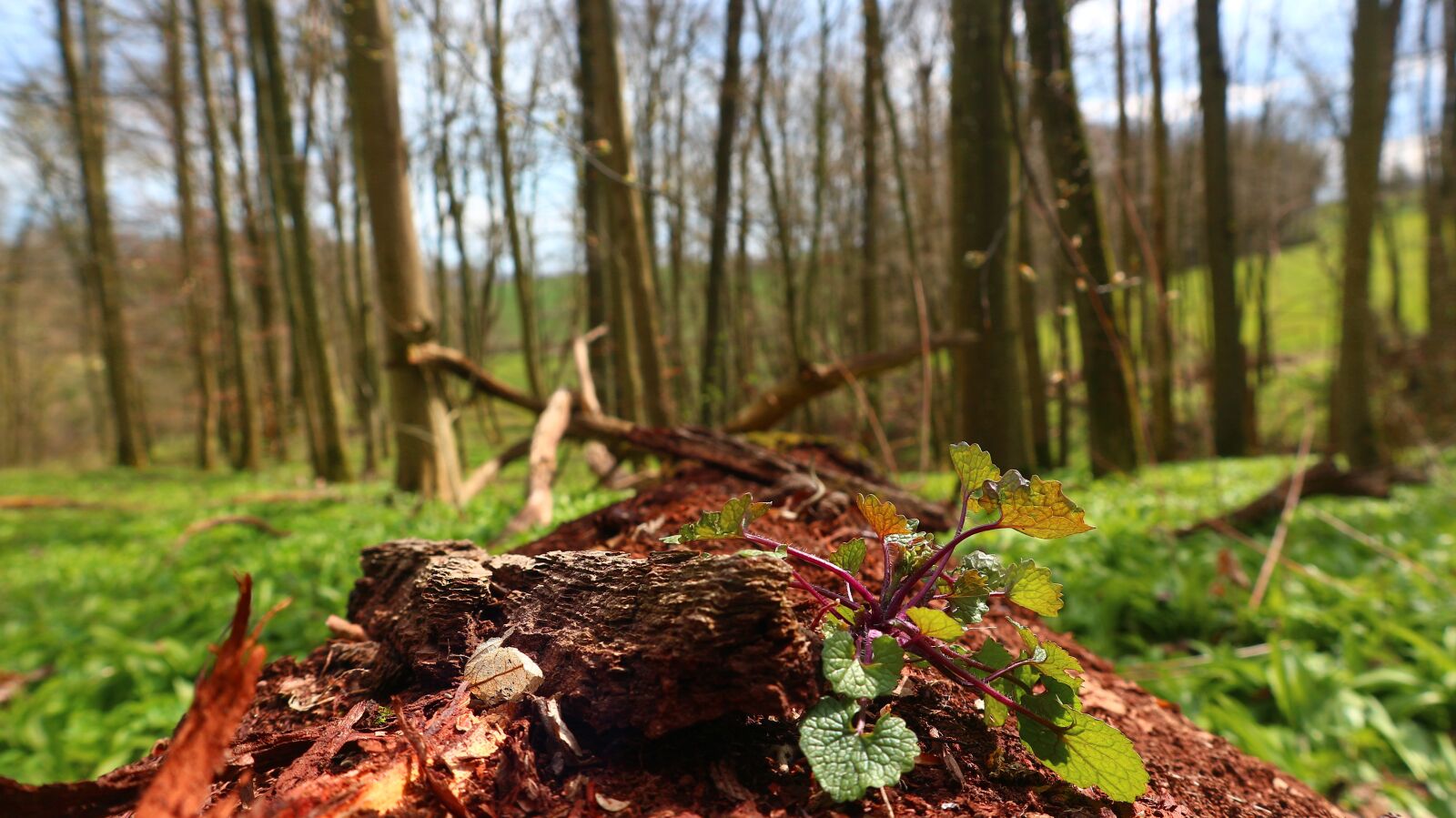 Canon EF-M 15-45mm F3.5-6.3 IS STM sample photo. Forest, nature, landscape photography