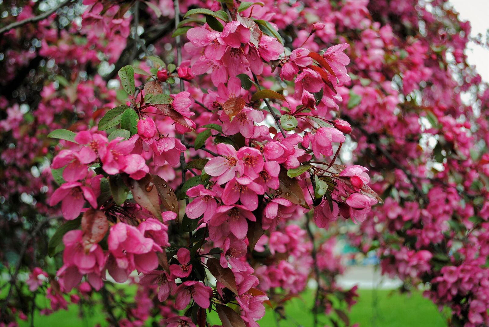Nikon D3000 sample photo. Flower, garden, plant photography