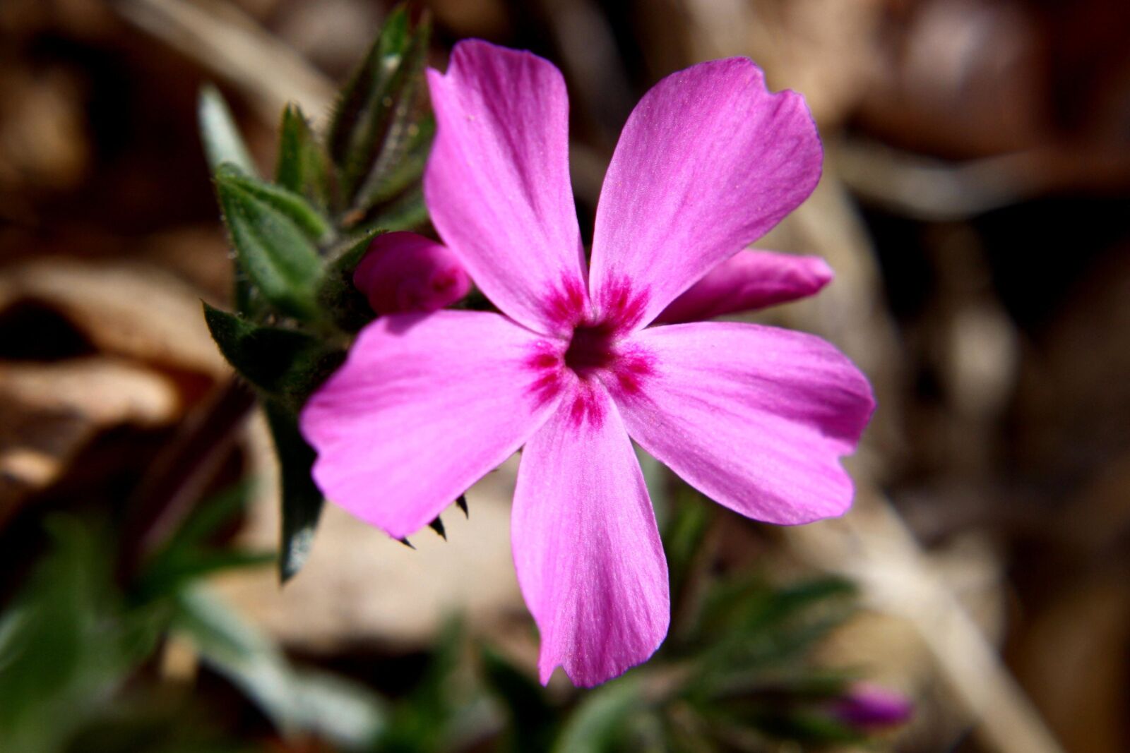 f/3.5-5.6 IS sample photo. Pink, phlox flower, close photography