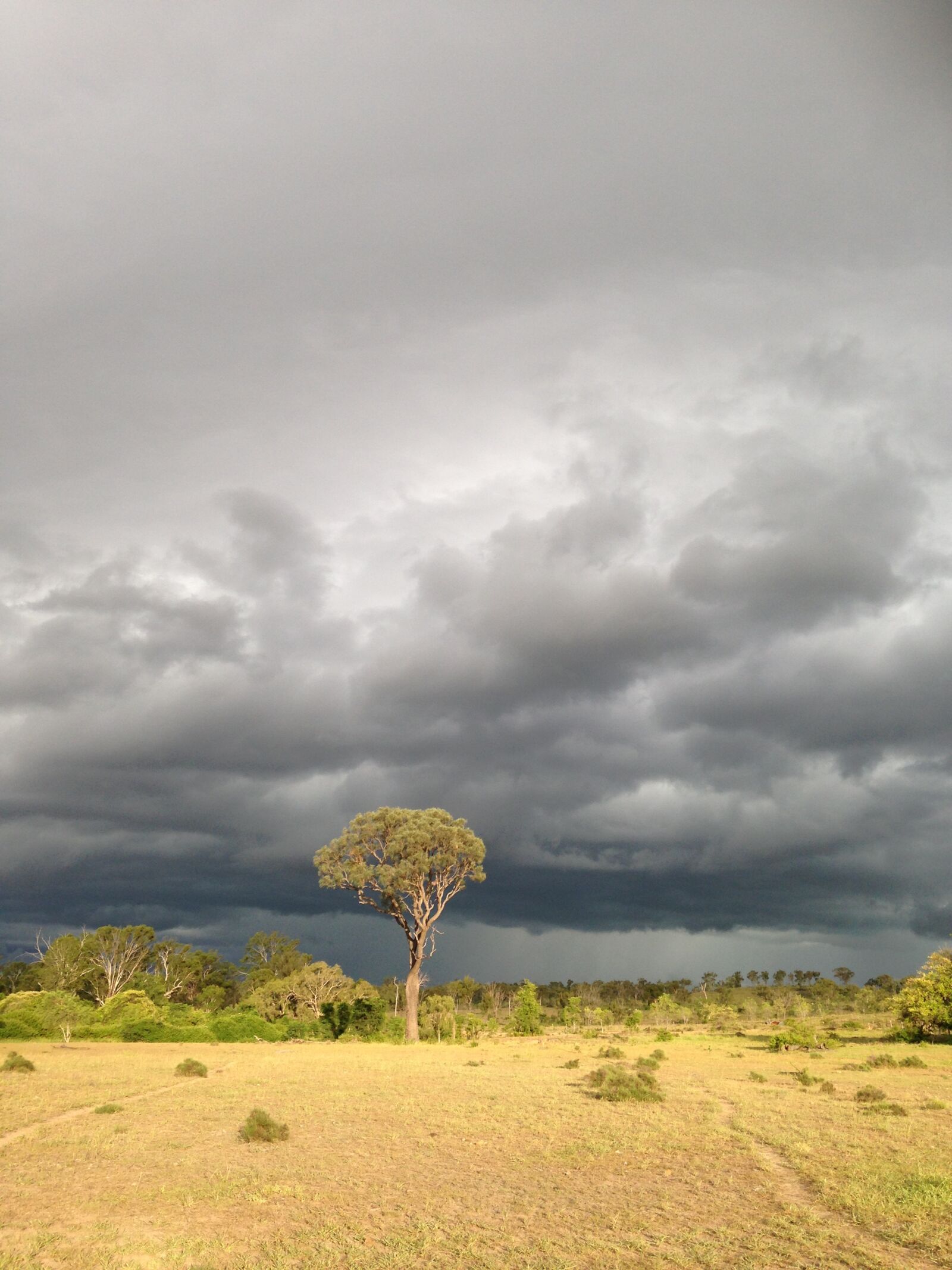 iPhone 5c back camera 4.12mm f/2.4 sample photo. Gum tree, storm, australia photography