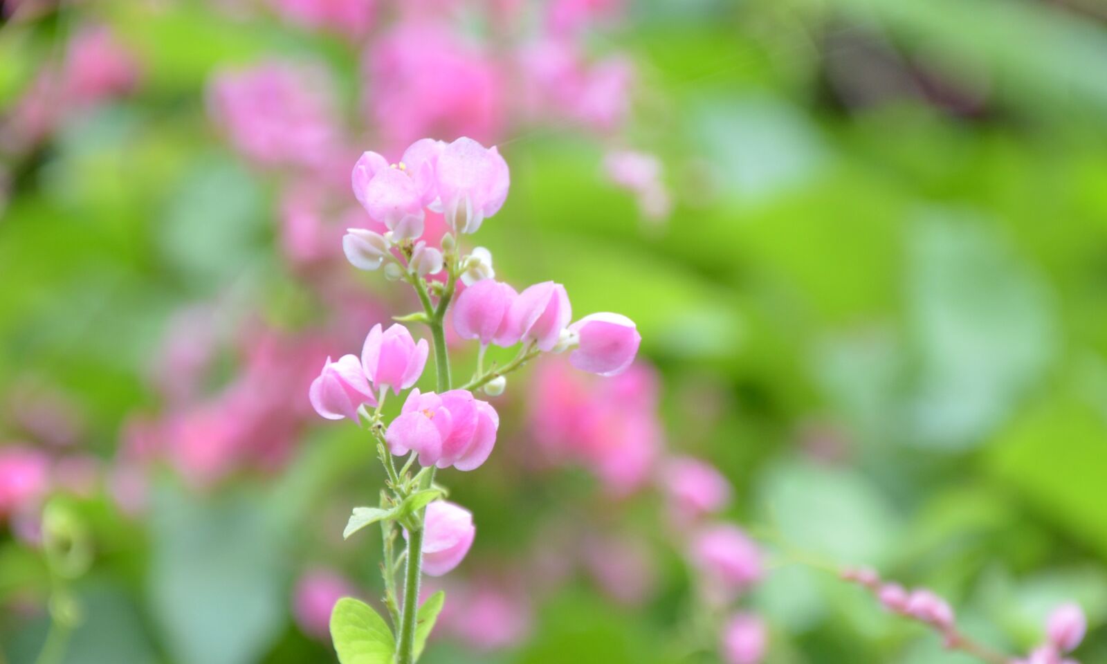 Nikon D7000 sample photo. Flower, flowers photography