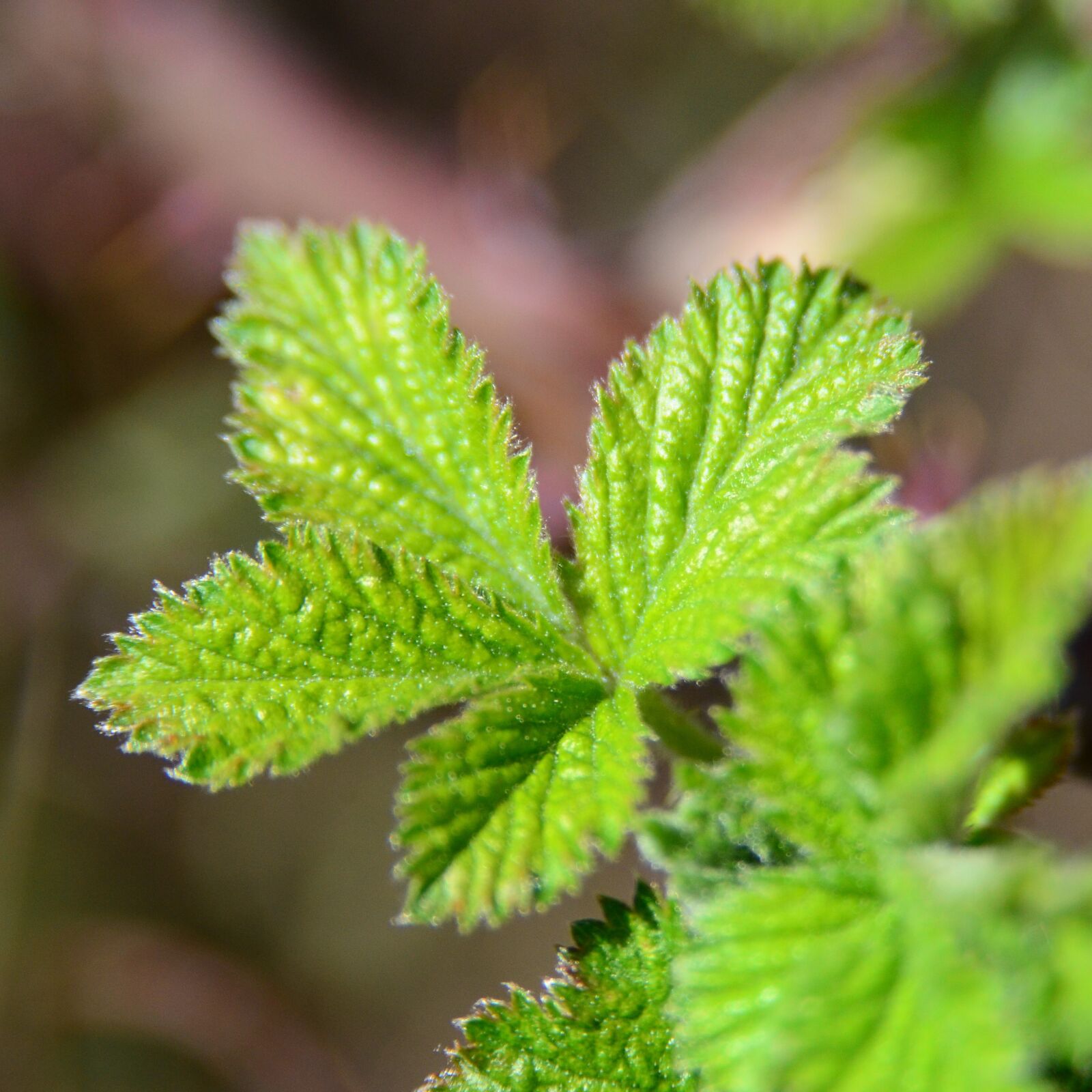Nikon D7000 sample photo. Rubus sect rubus, blackberry photography