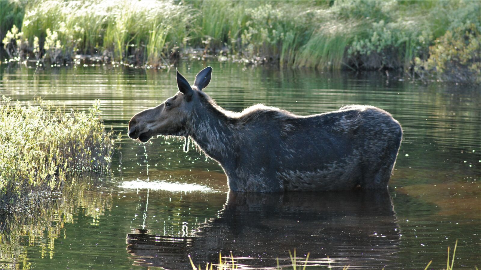 Nikon D80 sample photo. Moose, listening, all ears photography