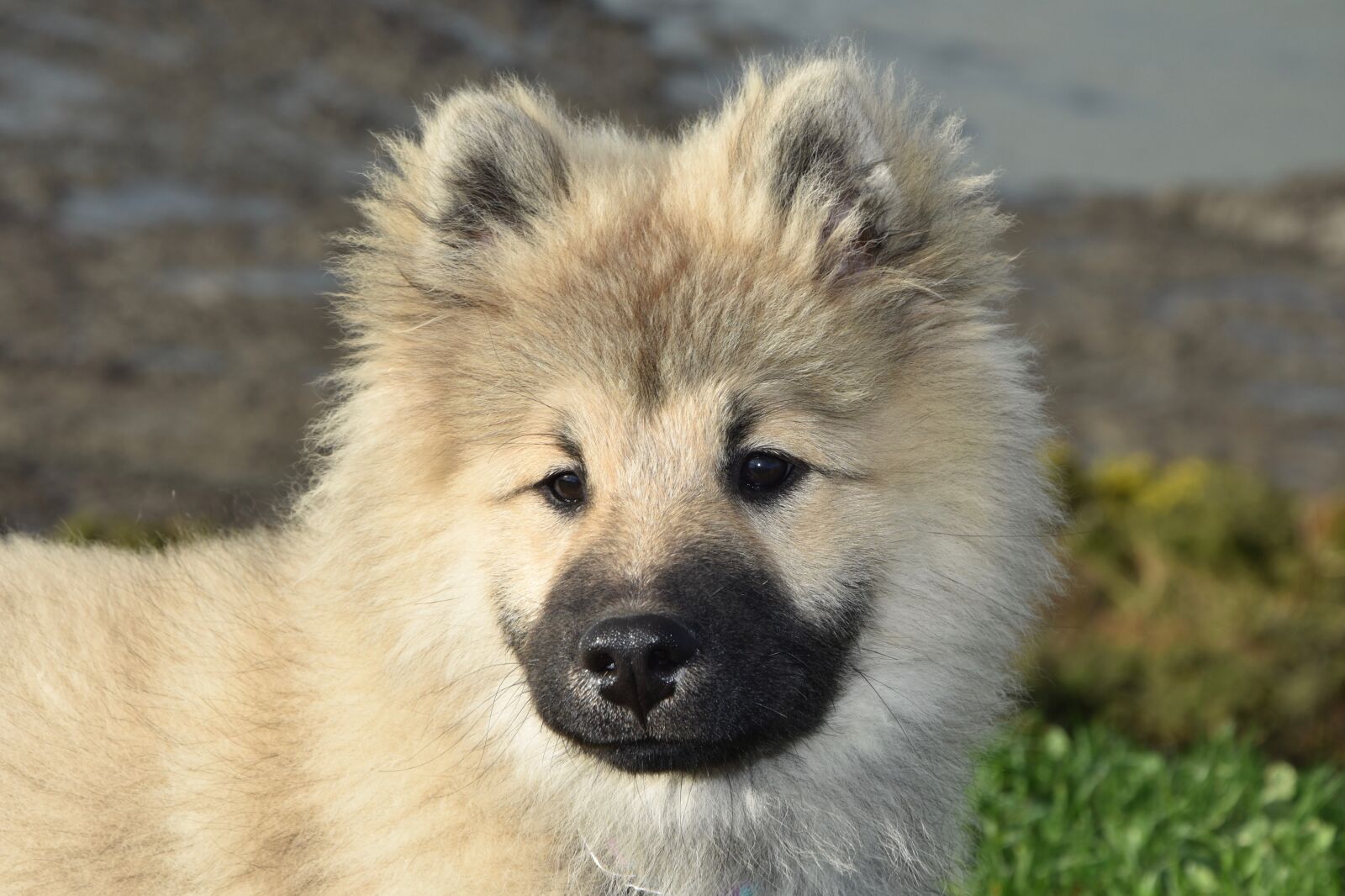 Nikon D5600 sample photo. Dog, pup, portrait dog photography