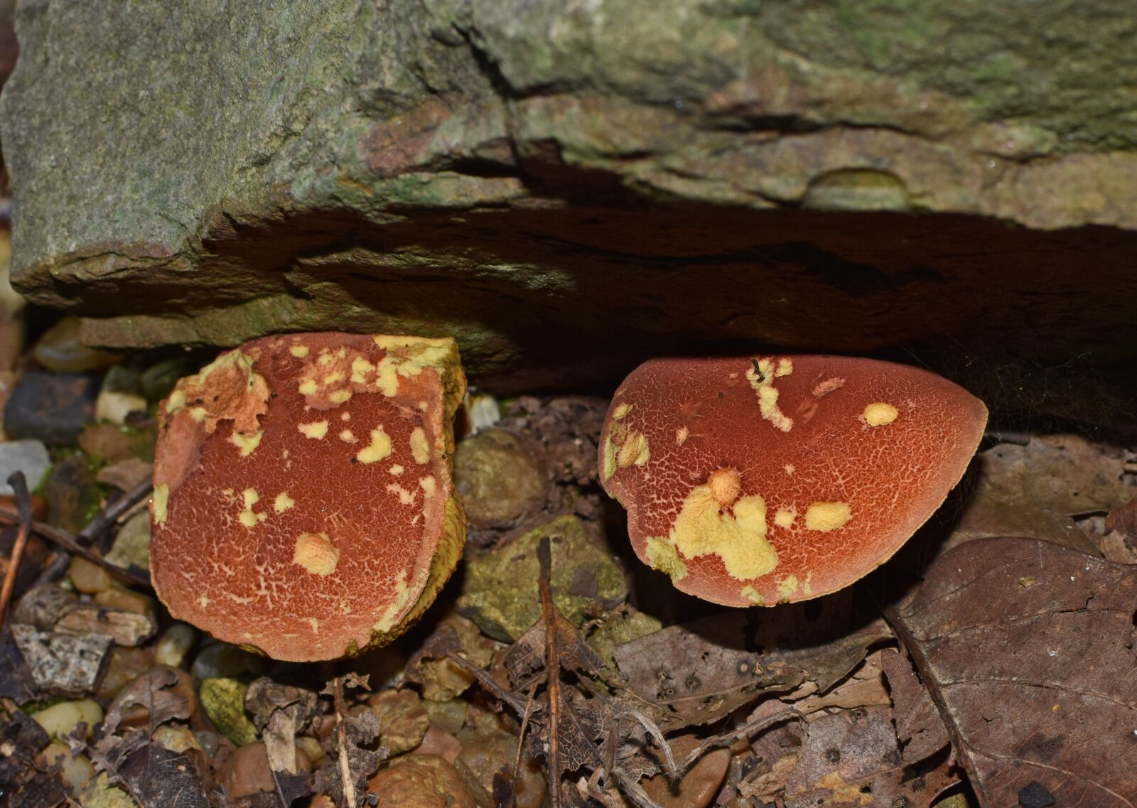 Nikon D3300 sample photo. Boletus mushroom, forest floor photography