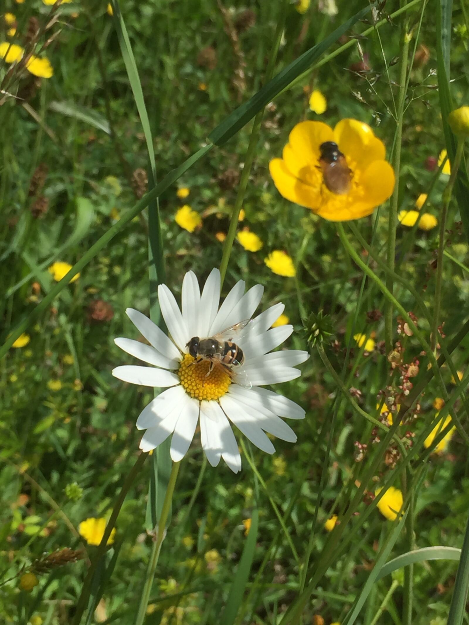 Apple iPhone 6 sample photo. Sommer, blumen, insert photography