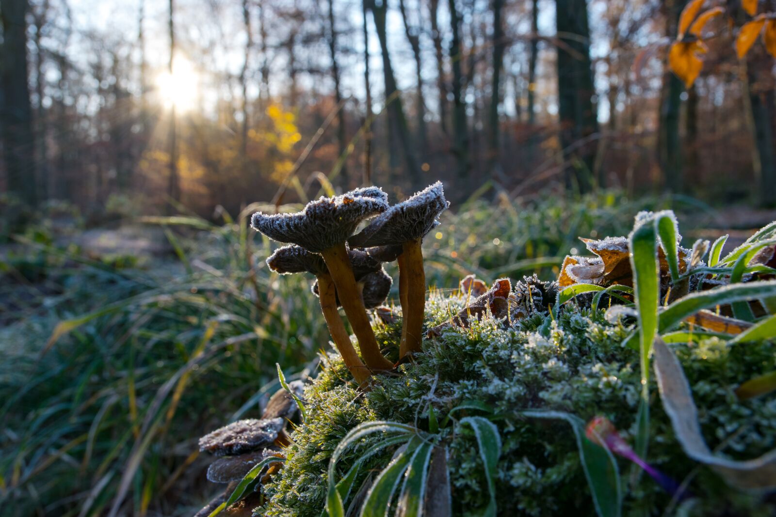 Nikon D5300 sample photo. Mushrooms, forest, autumn photography