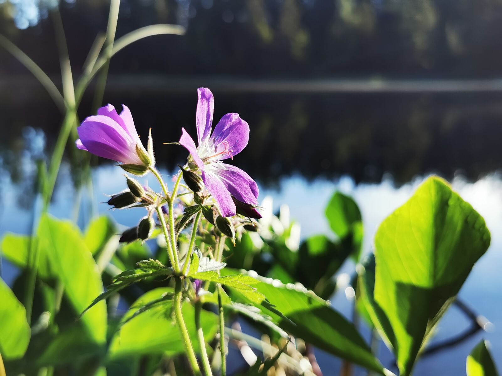 HUAWEI P30 Pro sample photo. Landscape, nature, flowers photography
