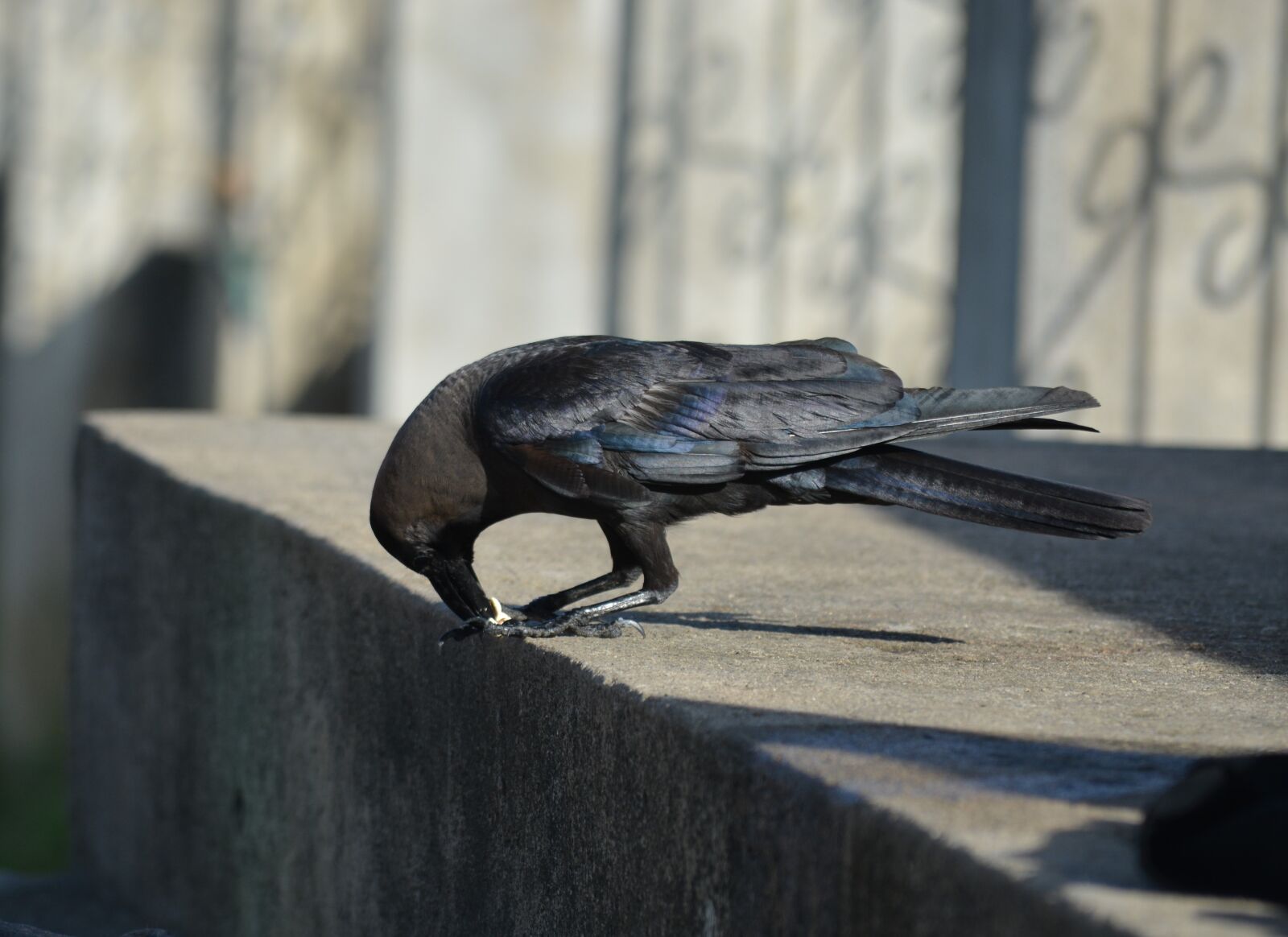Nikon D5200 sample photo. Crow, scavenger, bird photography