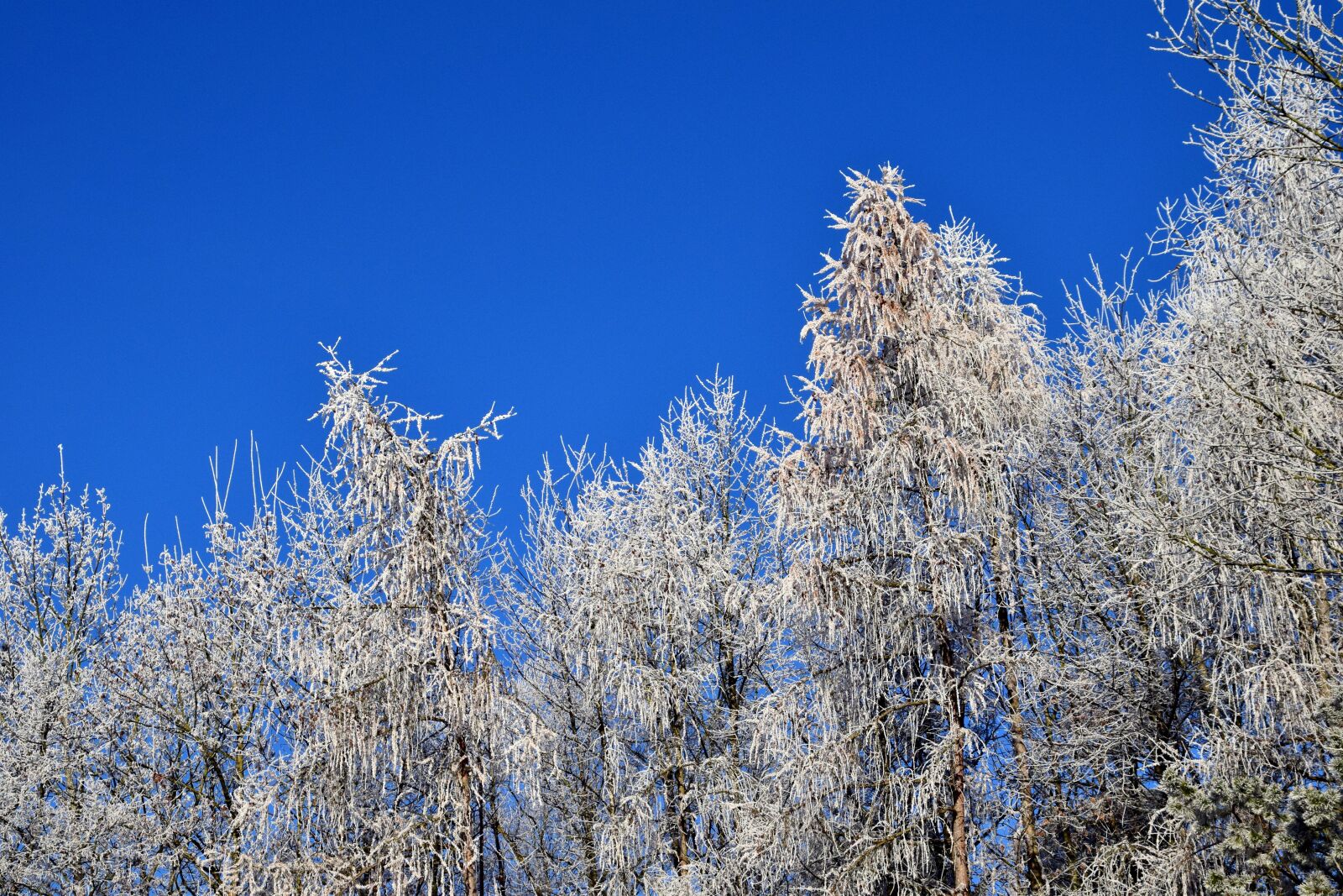 Nikon D3300 sample photo. Winter, trees, snow photography