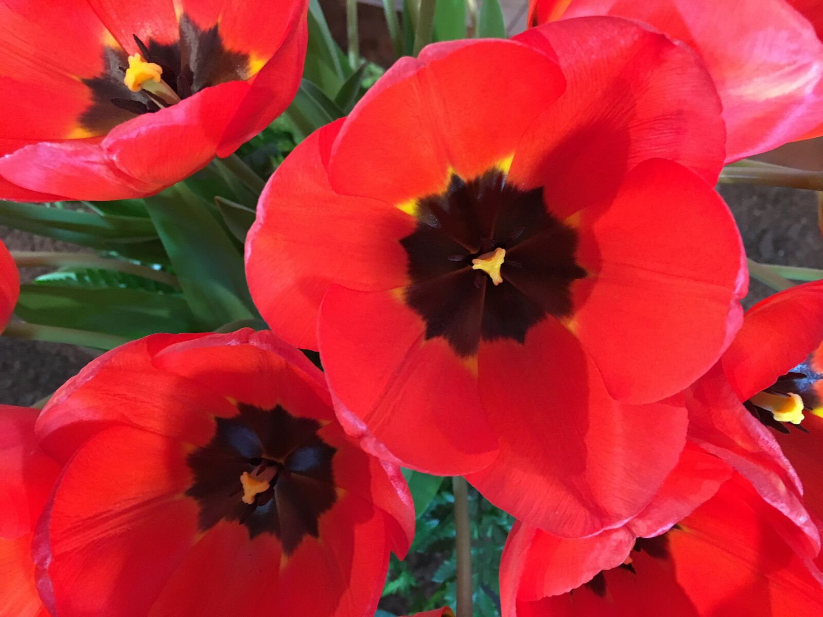 Apple iPhone 6s sample photo. Red, tulips, tulip town photography