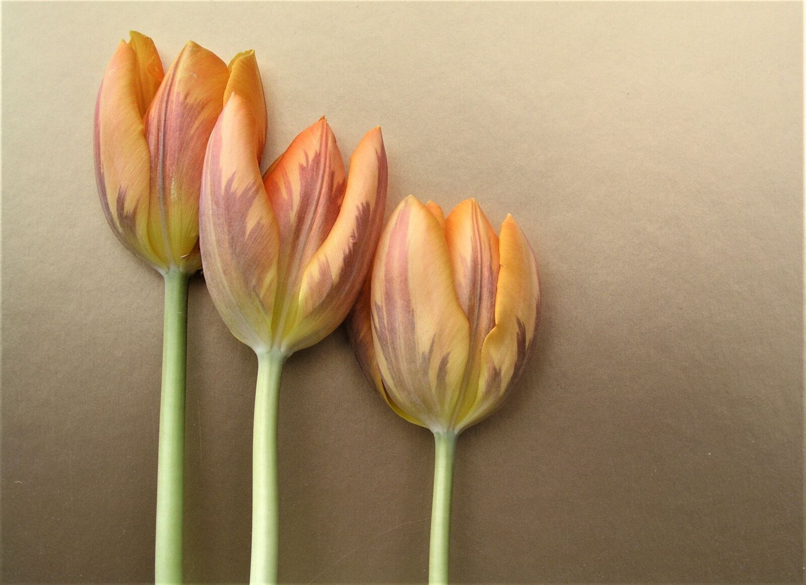 Olympus C5050Z sample photo. Tulip, flower, nature photography