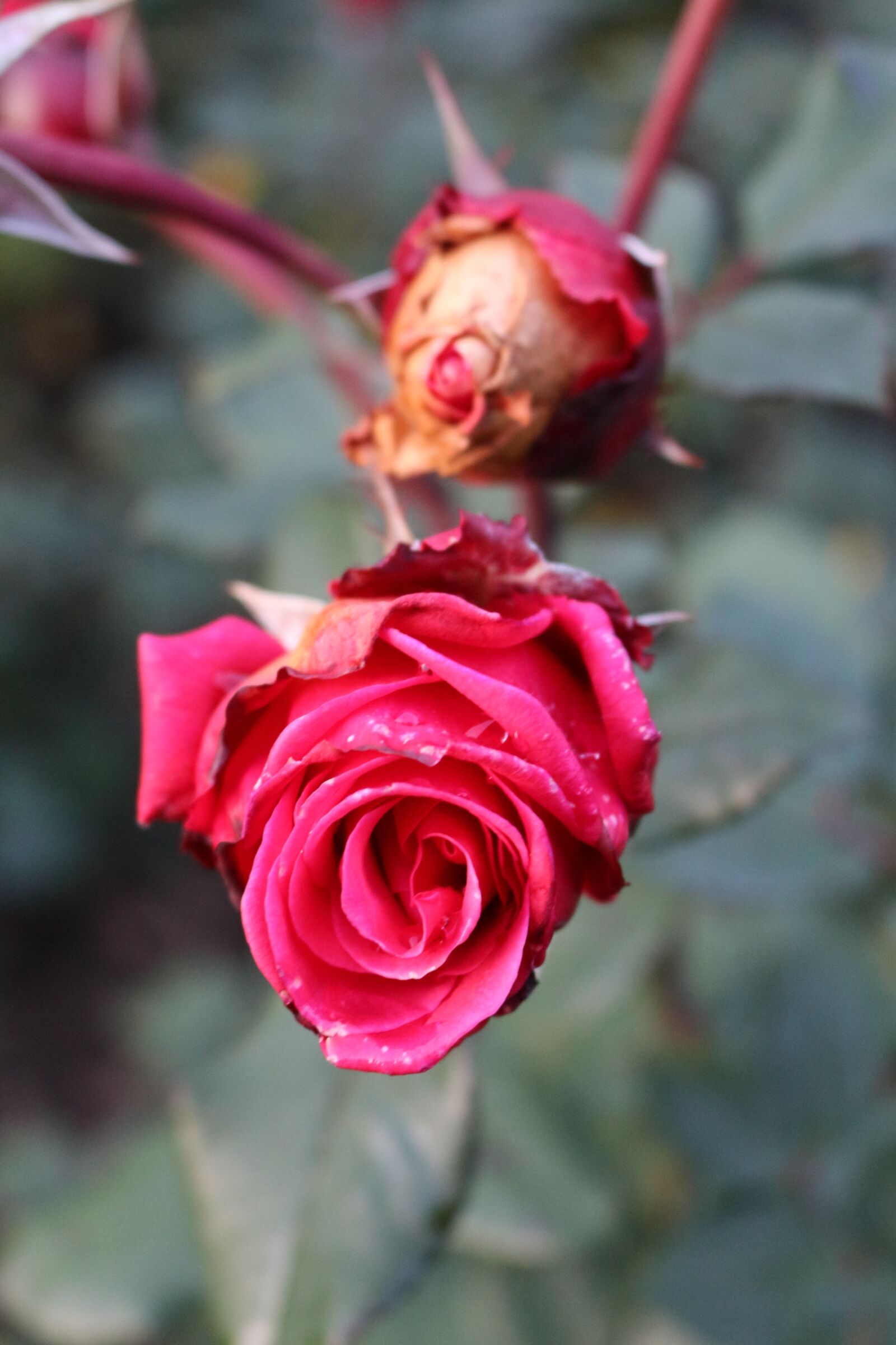 Canon EOS 700D (EOS Rebel T5i / EOS Kiss X7i) sample photo. Blossom, bloom, bud photography
