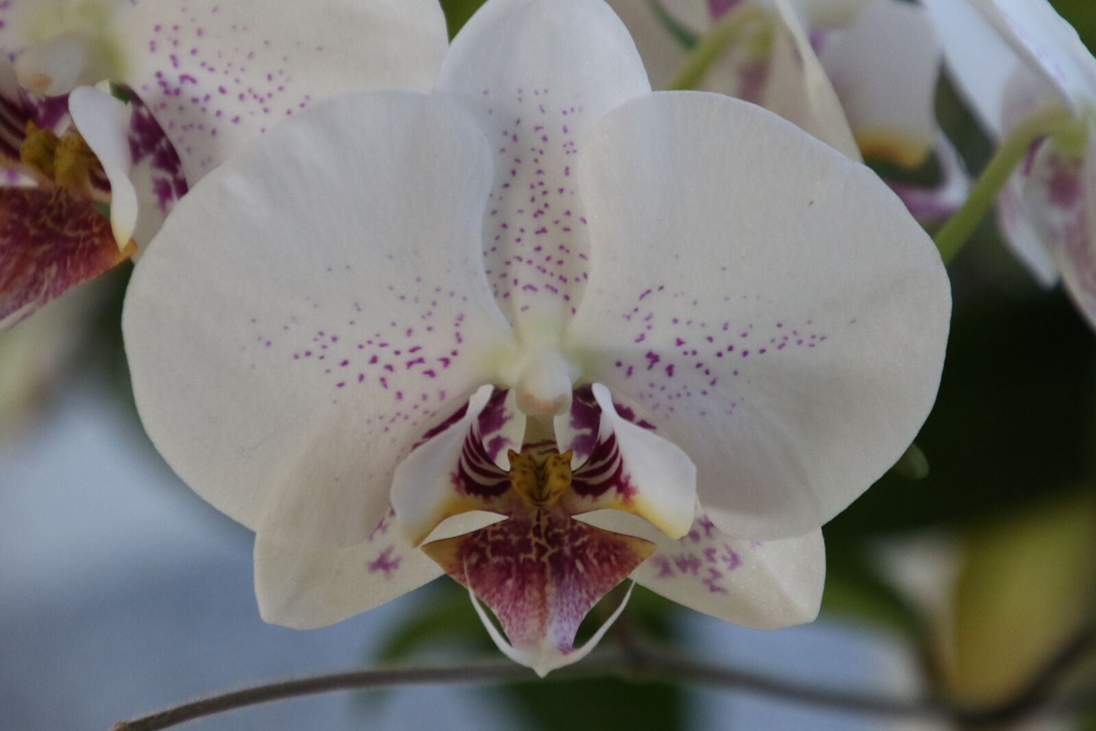 Canon EOS 7D Mark II sample photo. Flower, orchid, white photography