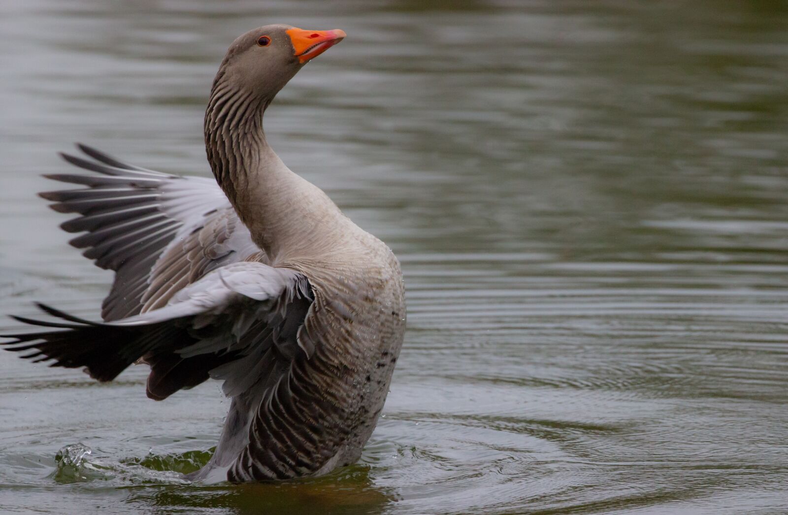 Canon EOS 600D (Rebel EOS T3i / EOS Kiss X5) + Canon EF 100-400mm F4.5-5.6L IS II USM sample photo. Greylag goose, goose, goose photography
