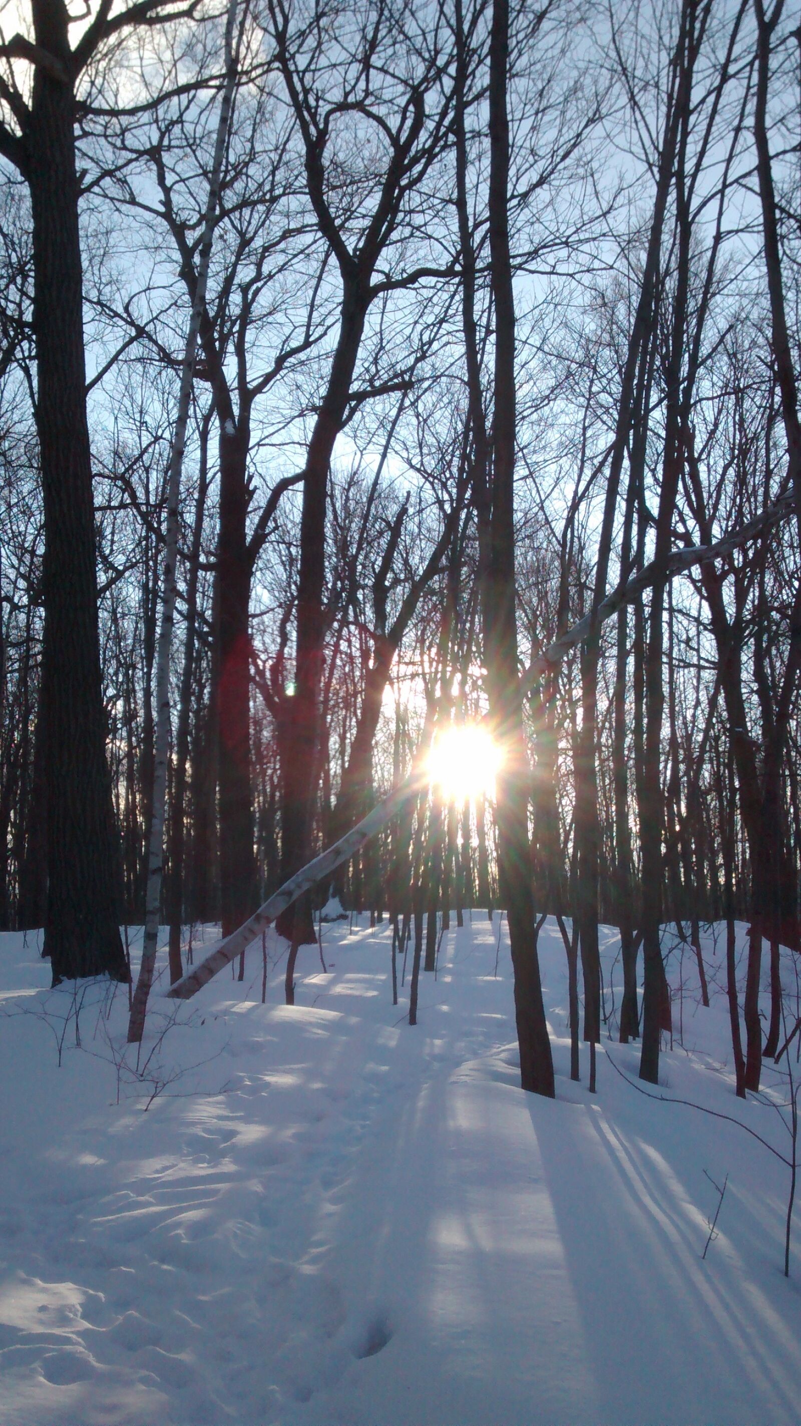Motorola Moto G (1st Gen) sample photo. Sun, winter, tree photography