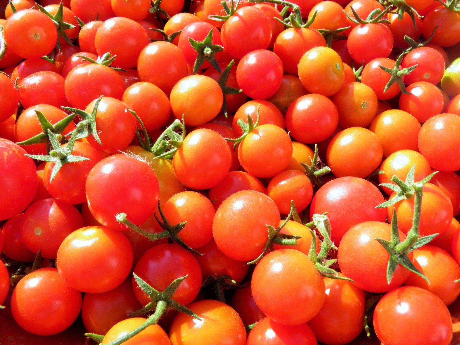 Olympus SP800UZ sample photo. Tomatoes, cherry tomatoes, organic photography