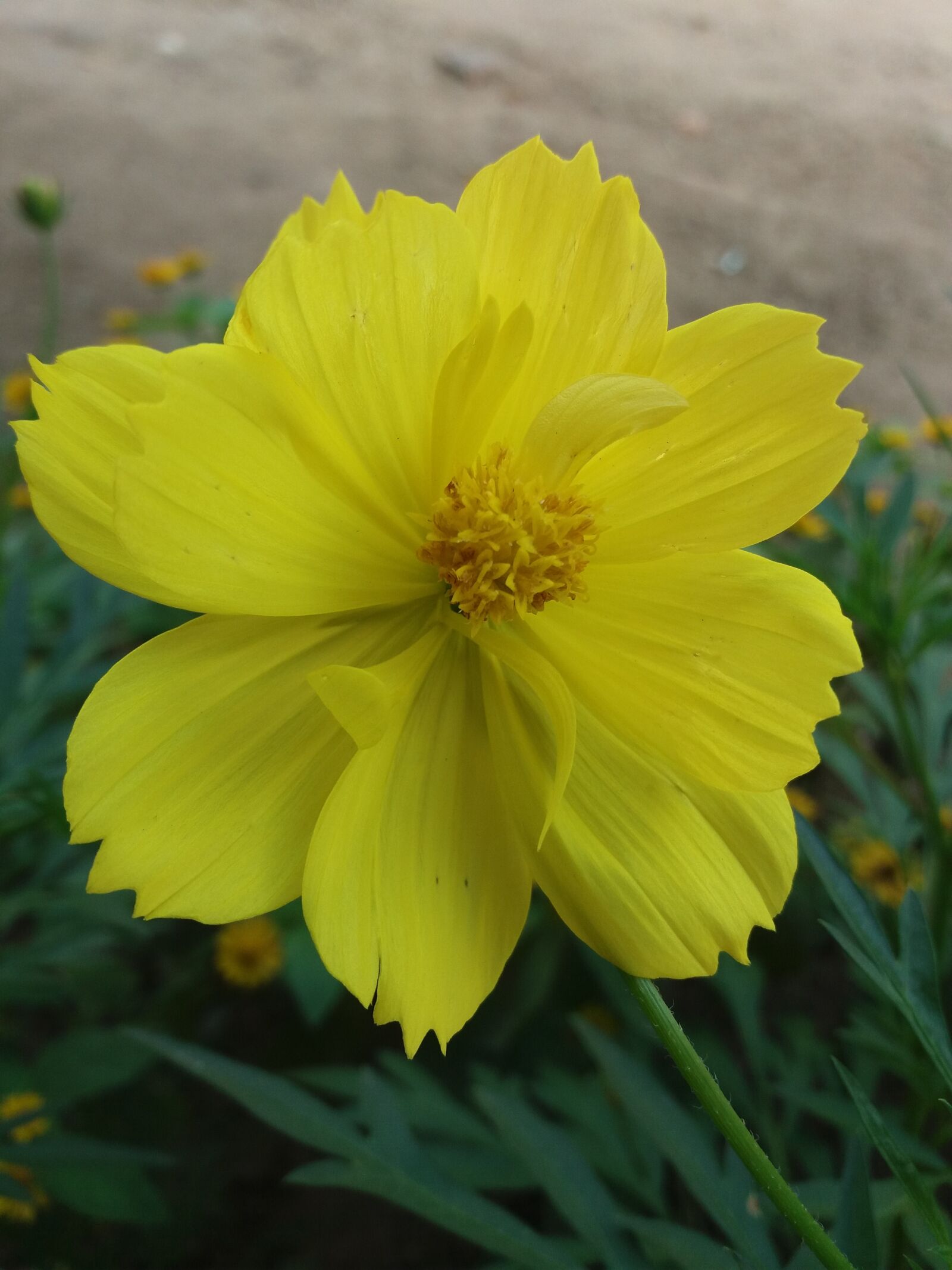 Samsung Galaxy J5 sample photo. Flower, bunga, gardener photography