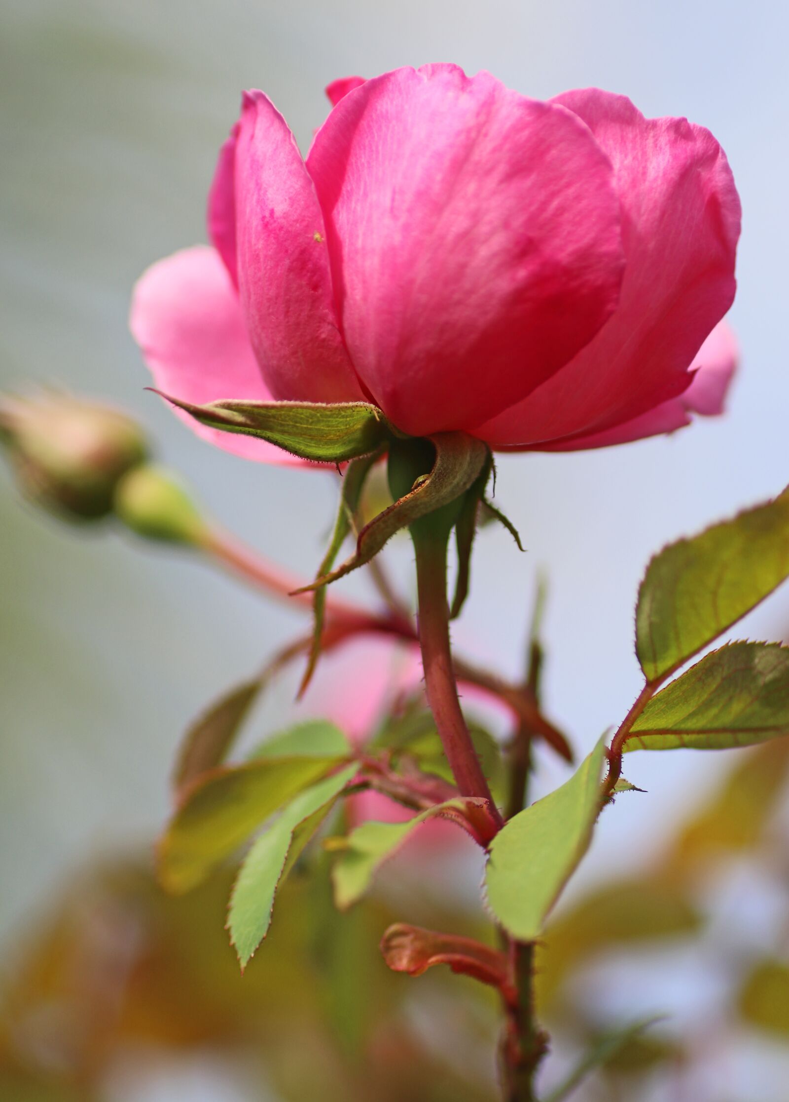 Tamron SP 90mm F2.8 Di VC USD 1:1 Macro sample photo. Flower, pink, fragrant photography