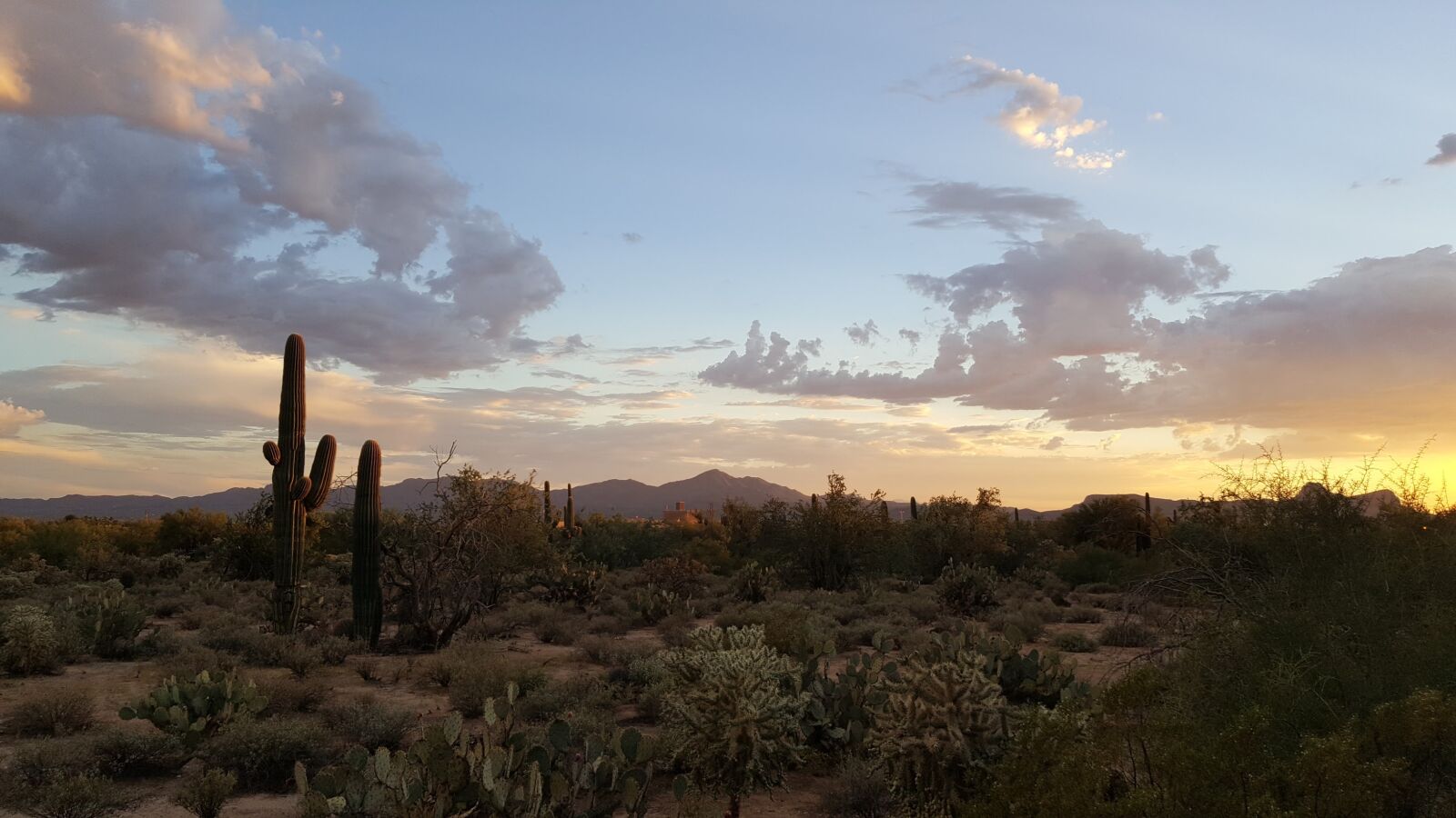 Samsung Galaxy Note5 sample photo. Saguaro, tucson, desert photography