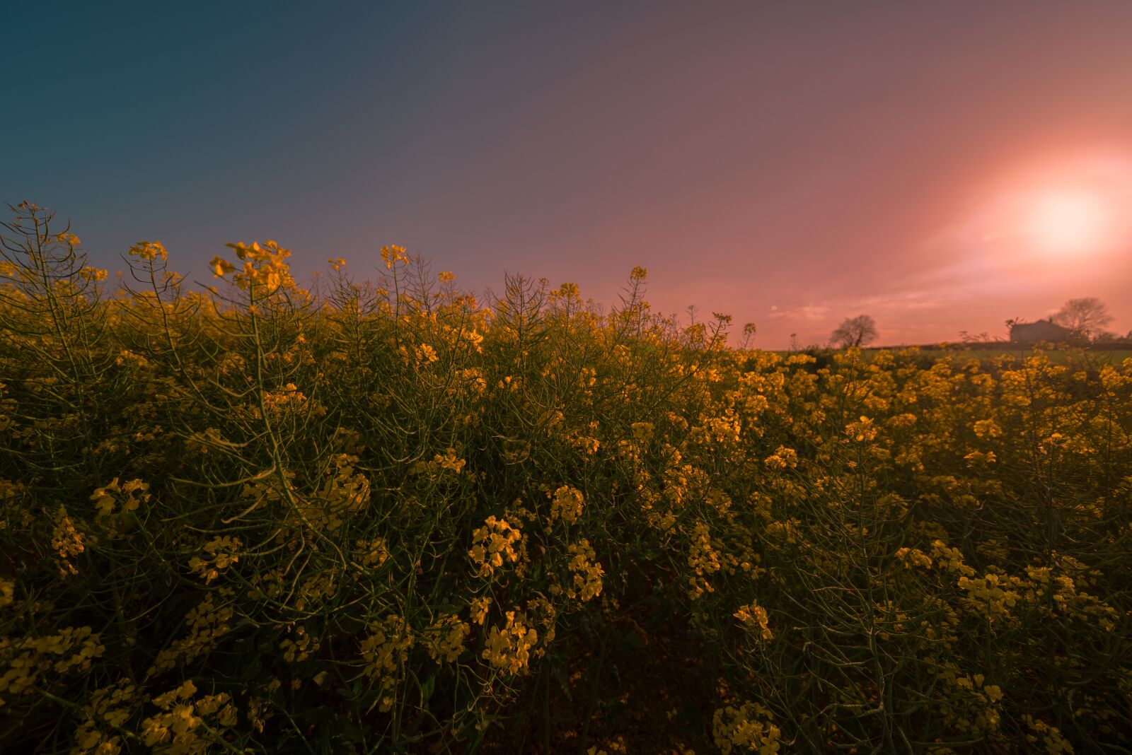 Nikon D810 sample photo. Rapeseed, meadow, field photography