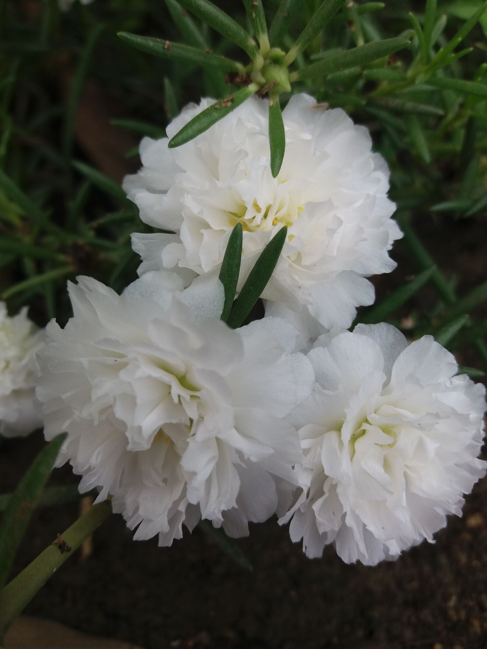 Samsung Galaxy J5 sample photo. Flower, beautiful, white photography