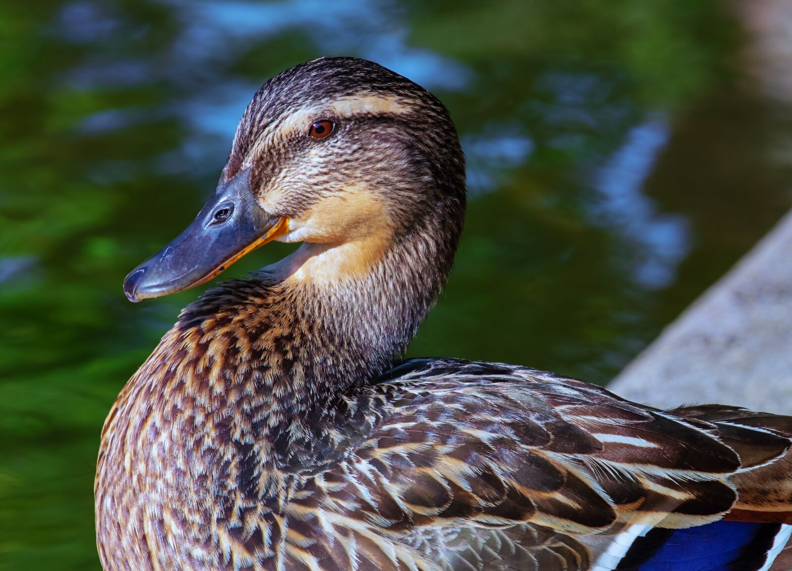 Fujifilm XF 55-200mm F3.5-4.8 R LM OIS sample photo. Duck, bird, animal photography