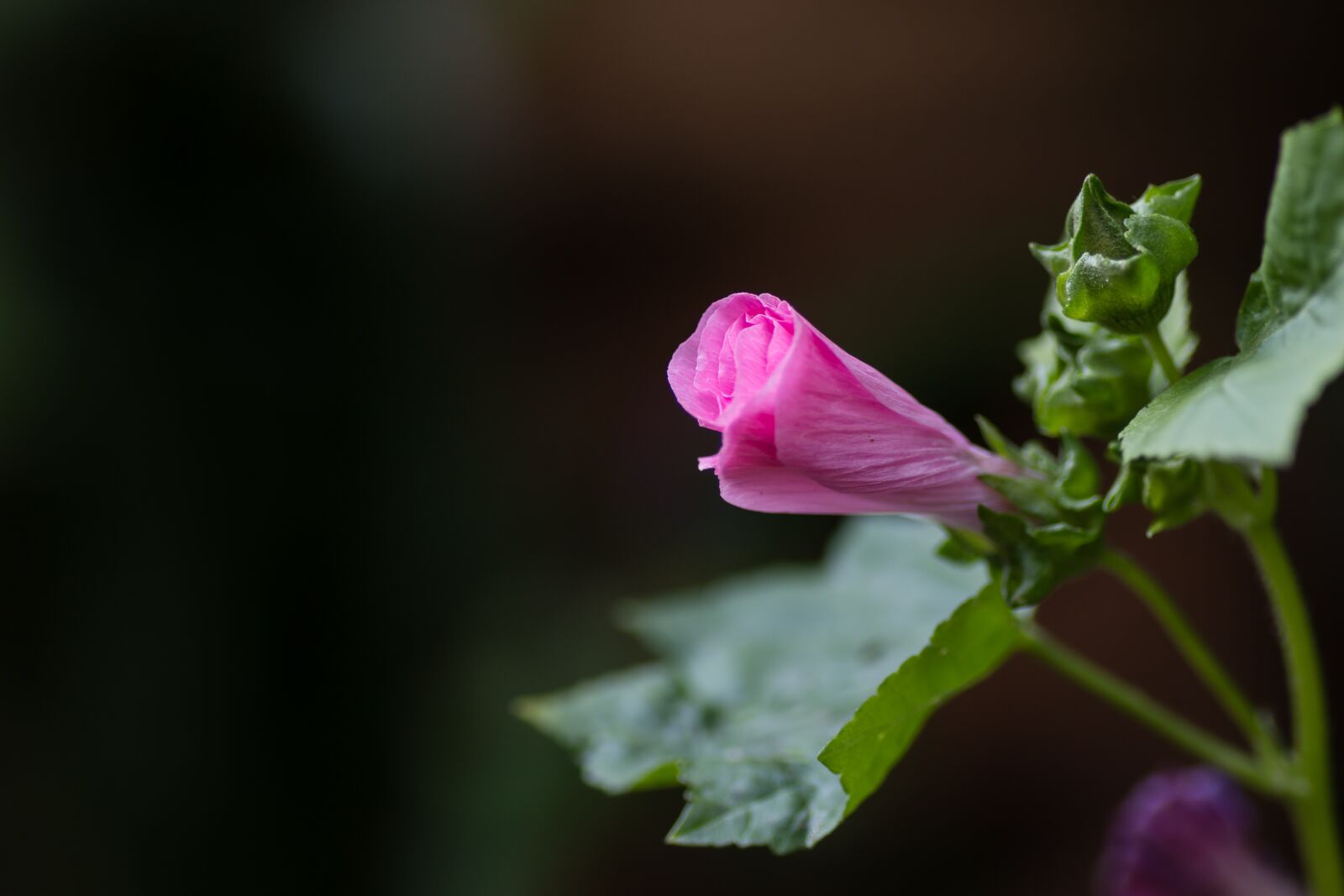 Canon EOS 70D sample photo. Apple, flower, apple tree photography