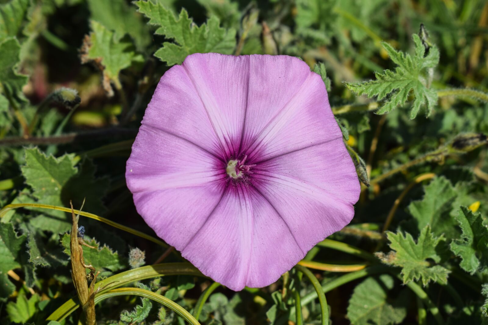 Nikon D3300 sample photo. Flower, purple, nature photography