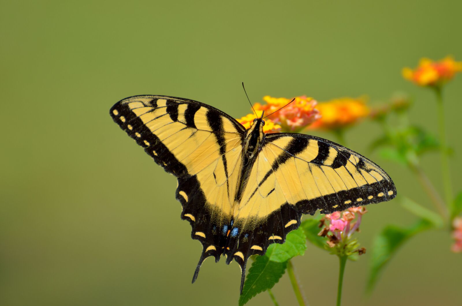 Nikon D7000 sample photo. Swallowtail butterfly, insect, summer photography