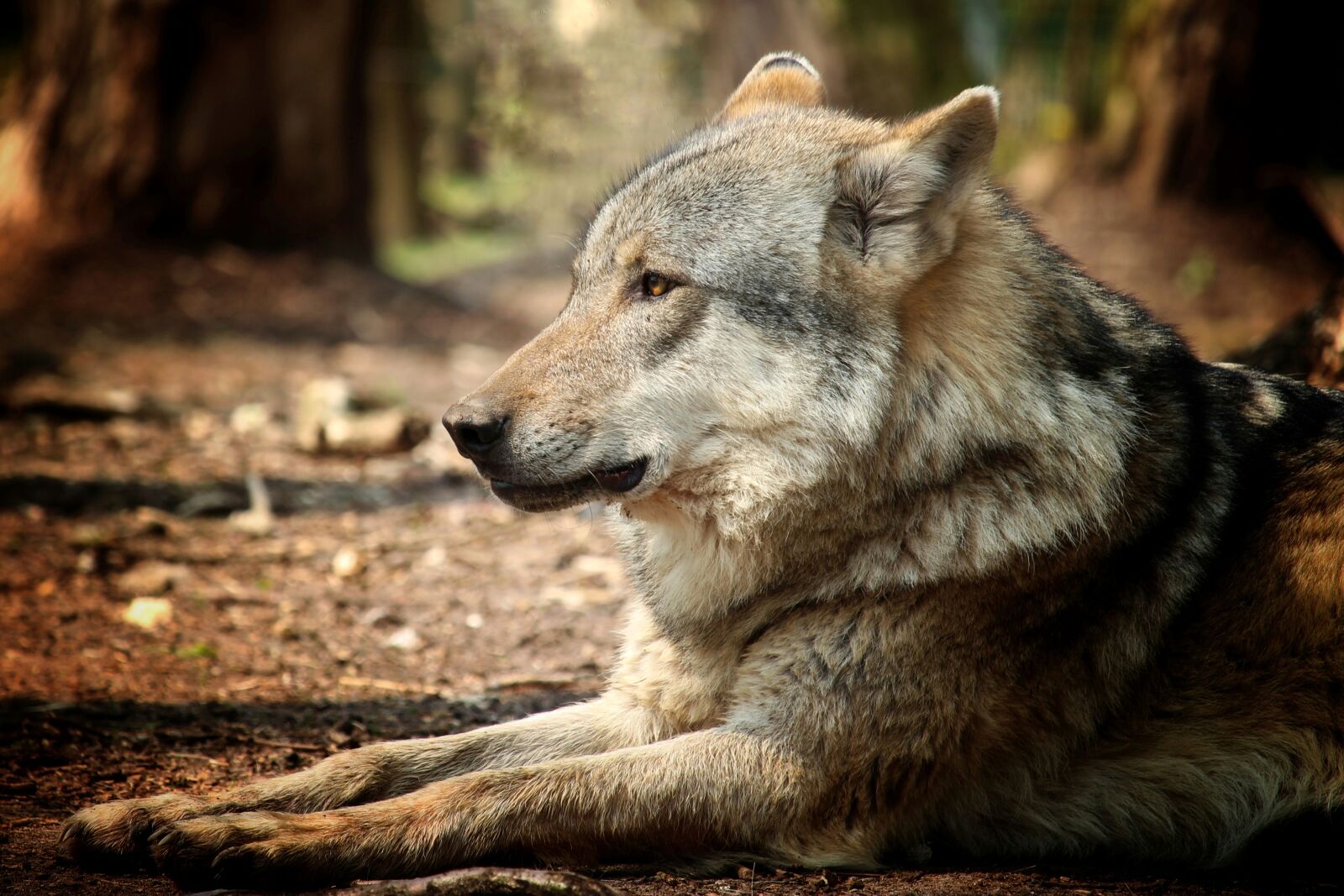 Canon EF-S 55-250mm F4-5.6 IS STM sample photo. Mammal, wolf, dog photography
