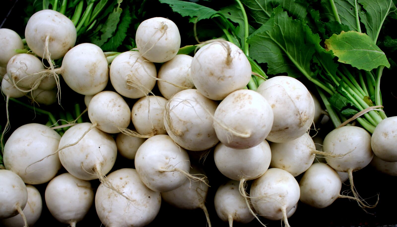 Canon EOS 70D sample photo. Root, vegetable, white turnip photography