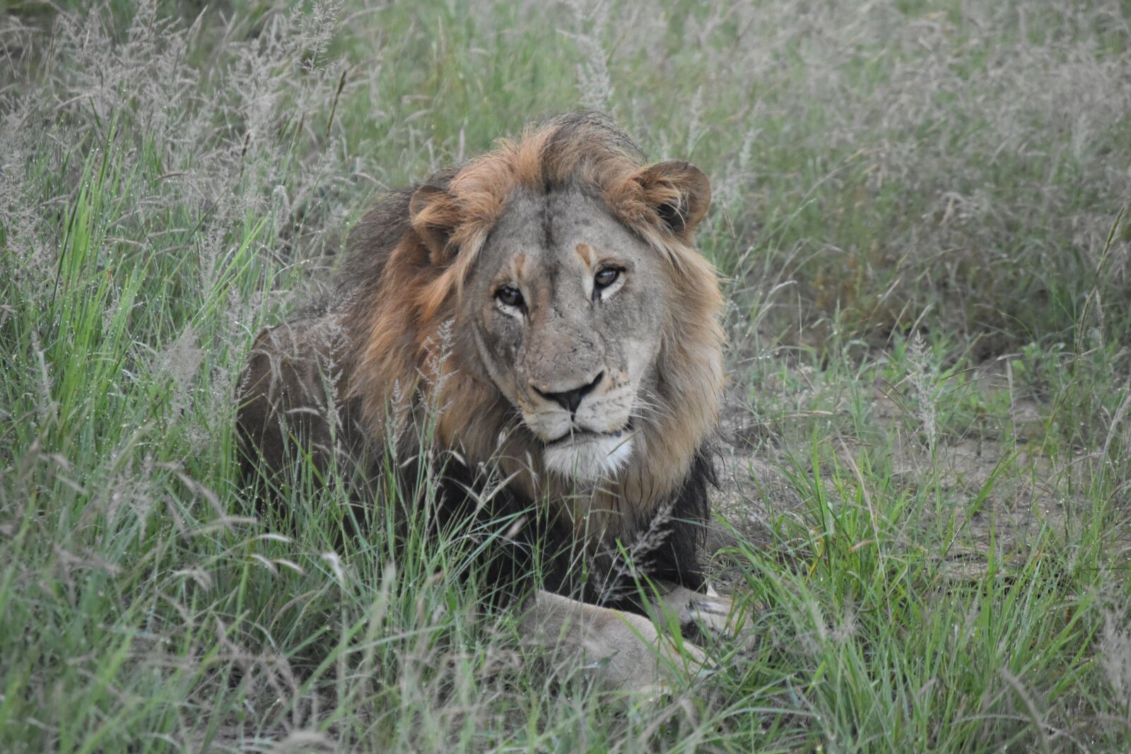Nikon D3500 sample photo. Lion, safari, africa photography