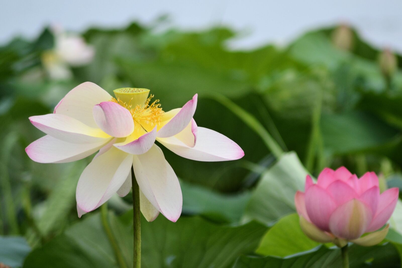 Nikon D3100 sample photo. Water lily, flower, nature photography