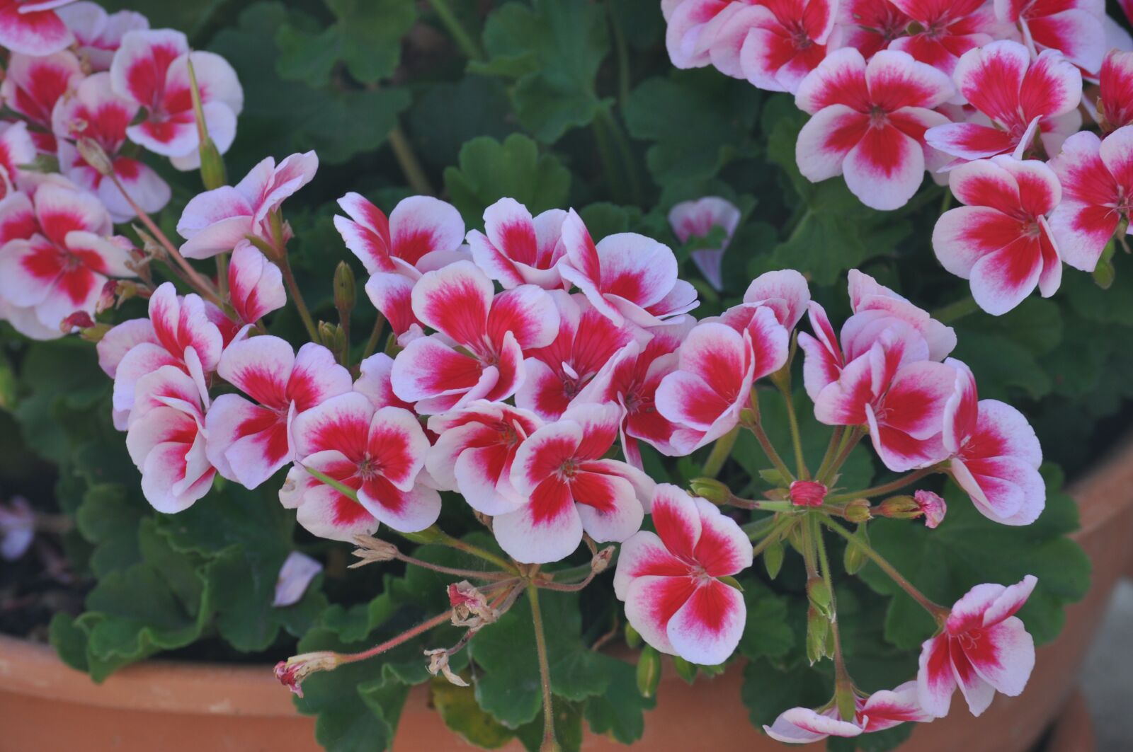 Nikon D5000 sample photo. Beautiful, flower, pot photography