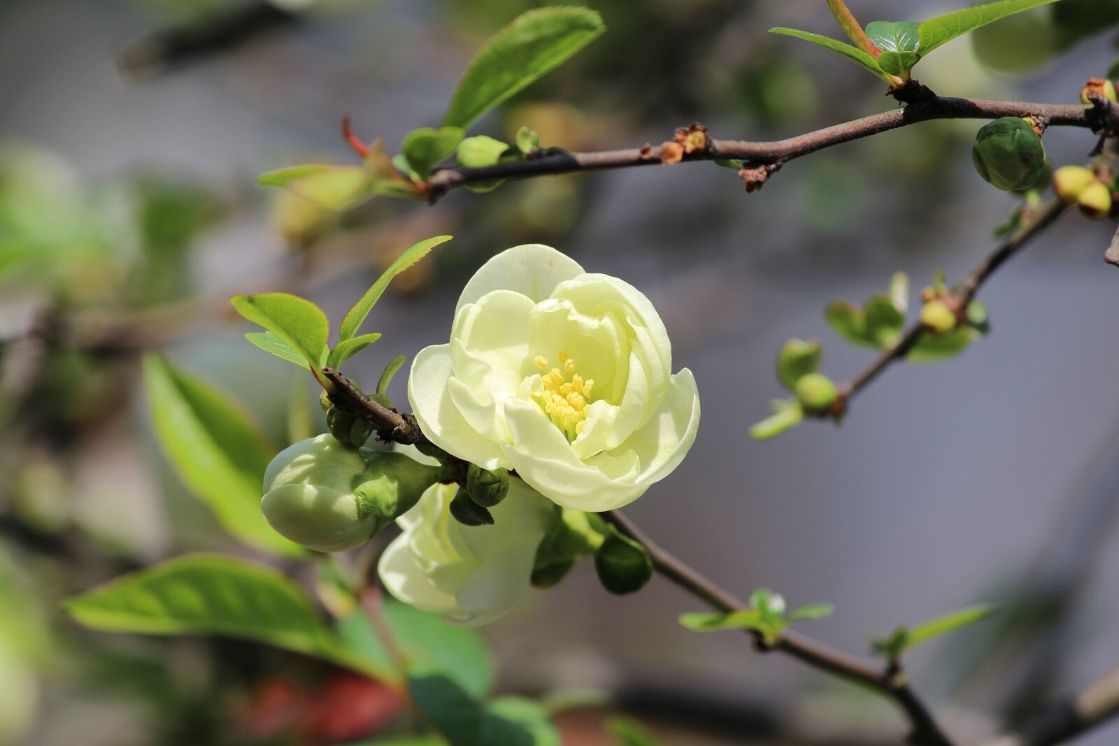 Canon EOS 1200D (EOS Rebel T5 / EOS Kiss X70 / EOS Hi) sample photo. Camellia, spring, beautiful photography
