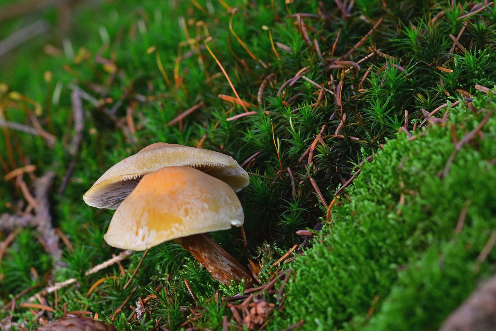Nikon D5200 sample photo. Nature, forest, mushrooms photography