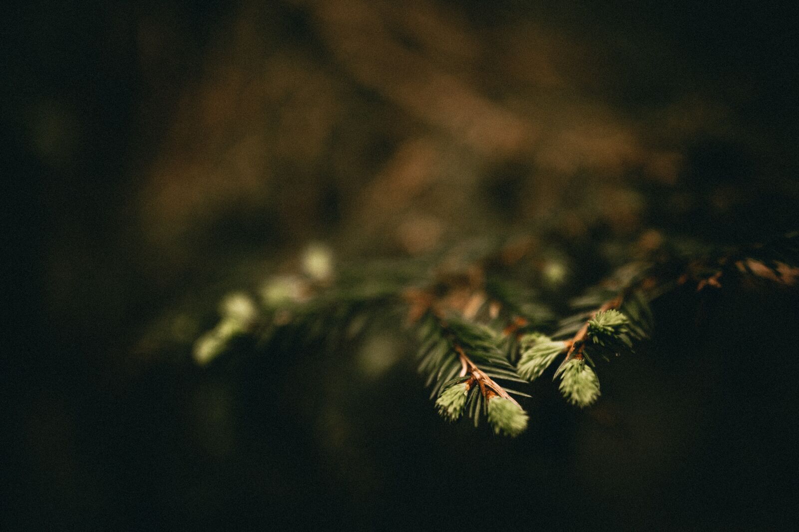 Canon EOS 6D sample photo. Close up, forest, nature photography