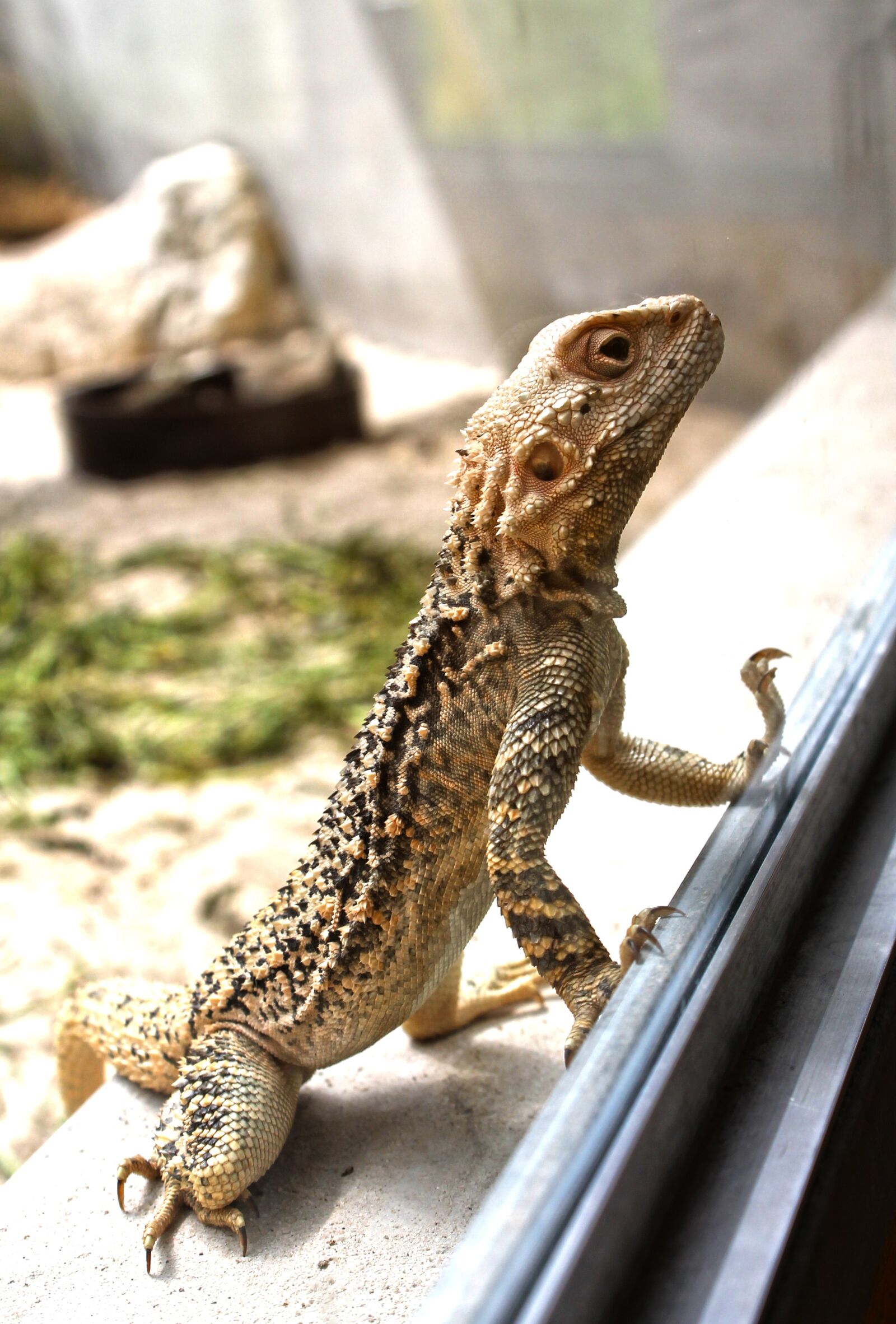 Canon EOS 1100D (EOS Rebel T3 / EOS Kiss X50) sample photo. Lizard, reptile, zoo photography