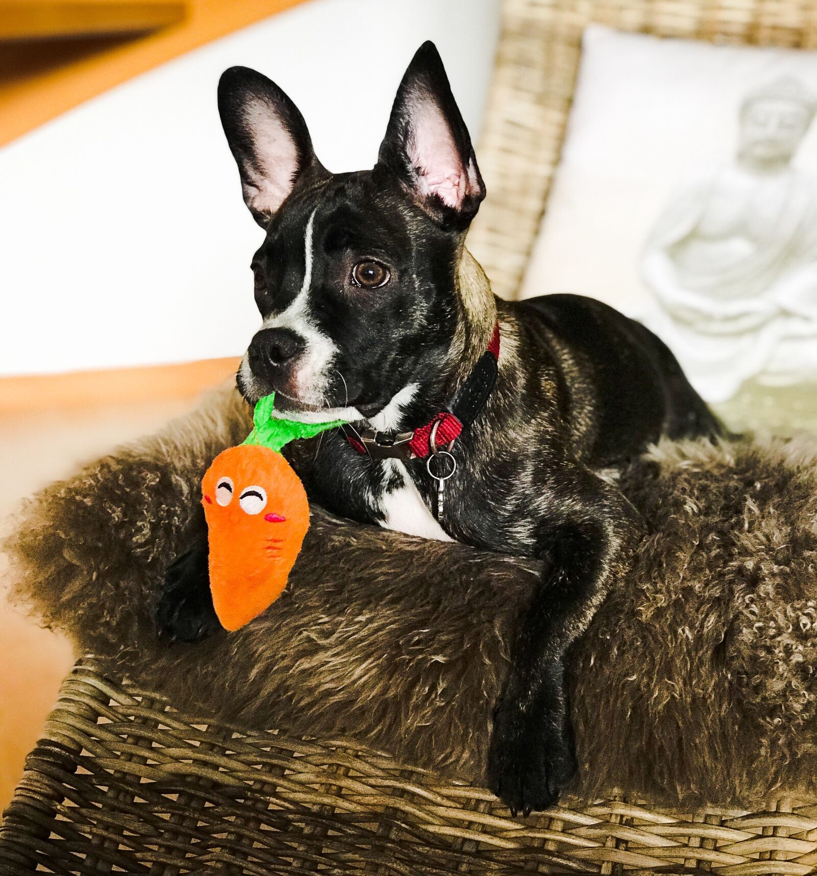 Apple iPhone 7 Plus sample photo. Dog, pitbull, animal photography