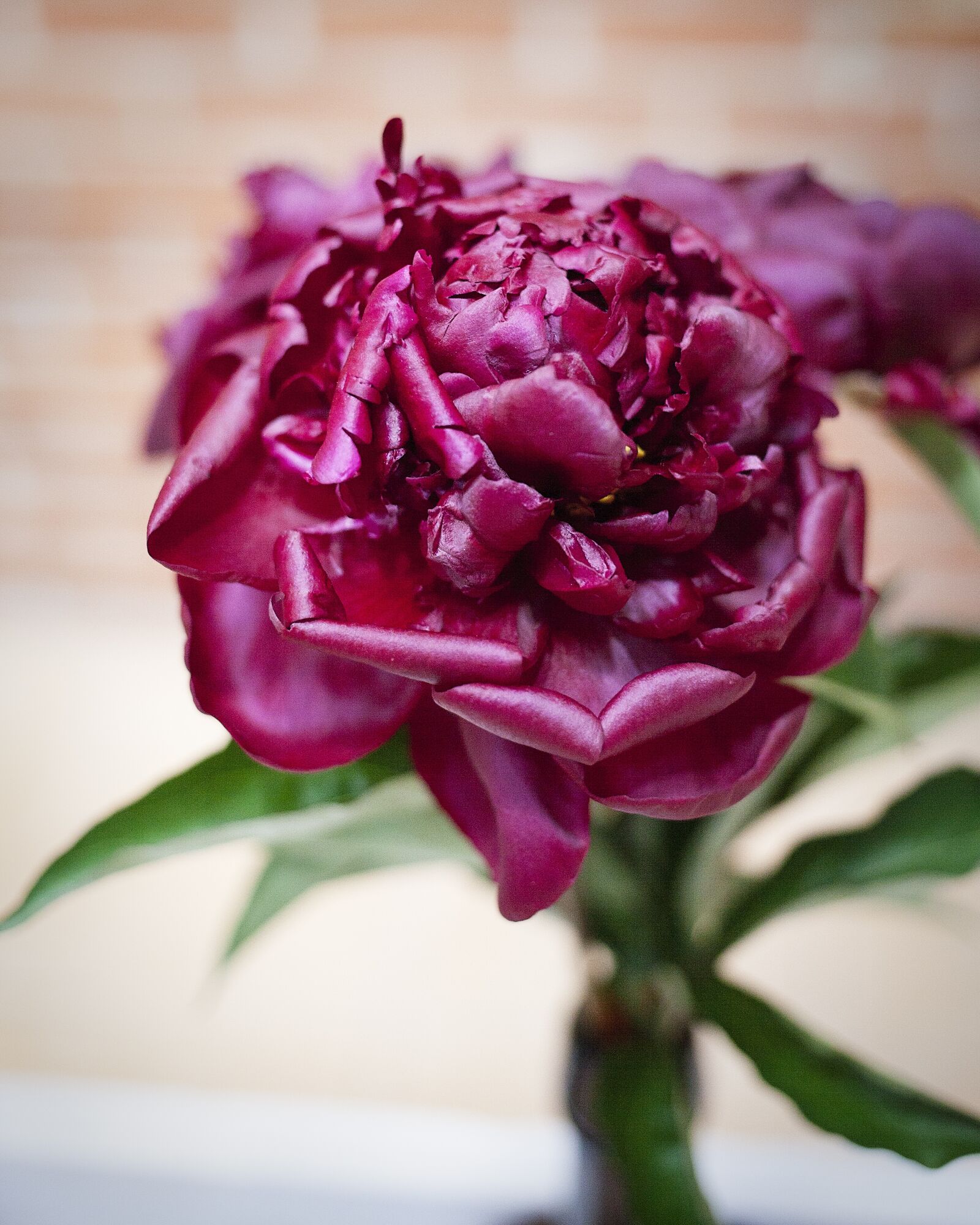 Canon EOS 5D Mark II + Canon EF 40mm F2.8 STM sample photo. Flower, purple, the petals photography