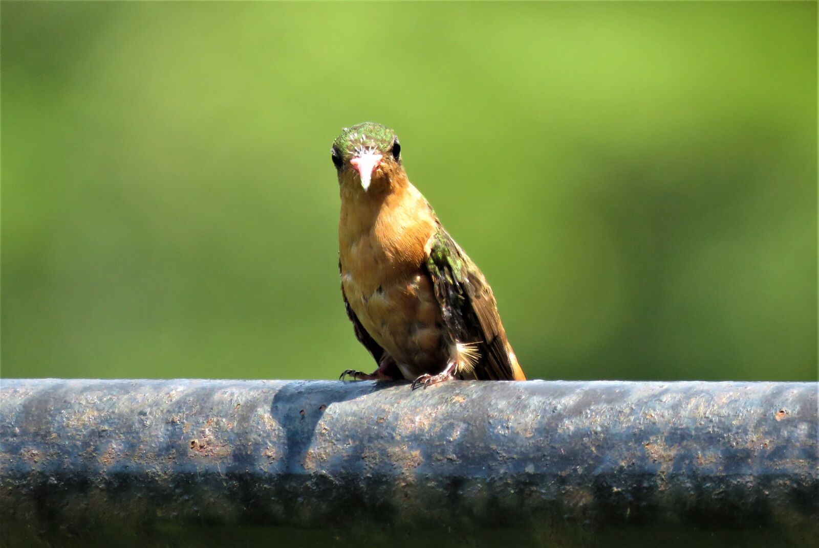 Canon PowerShot SX60 HS sample photo. Hummingbird, bird, nature photography