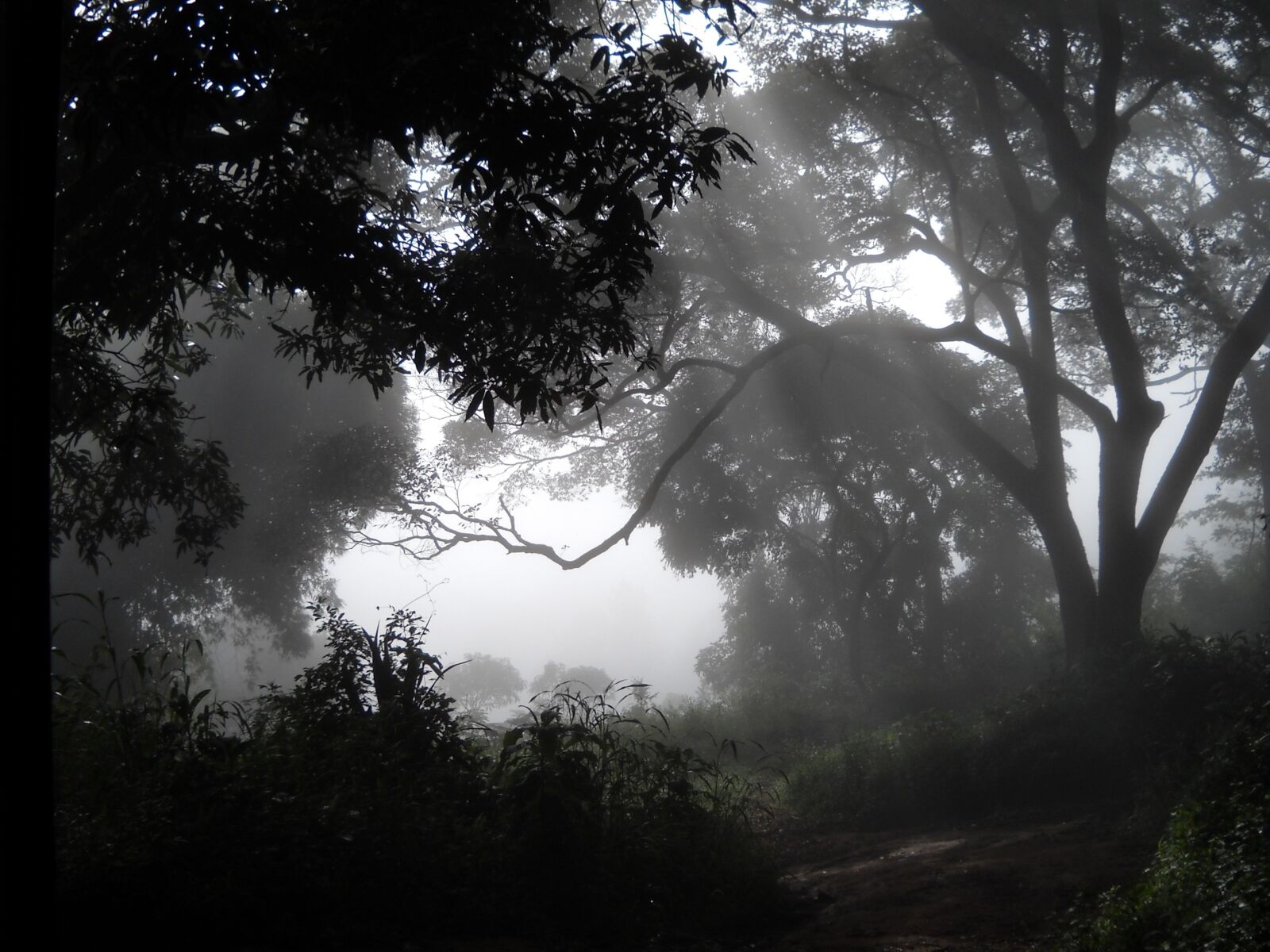 Nikon Coolpix L19 sample photo. Woods, fog, guinea photography