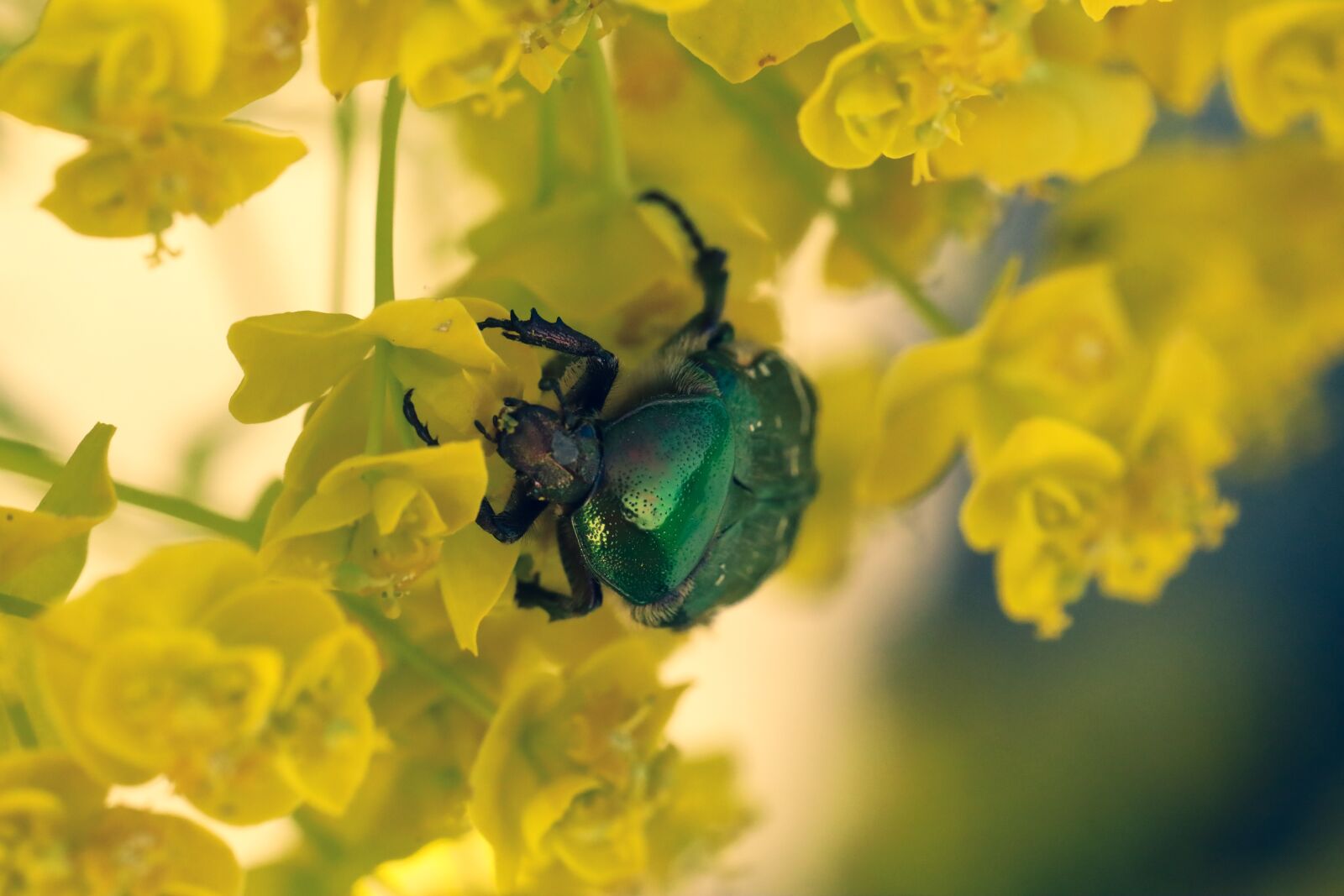 Canon EOS R sample photo. Beetle, flower, insect photography