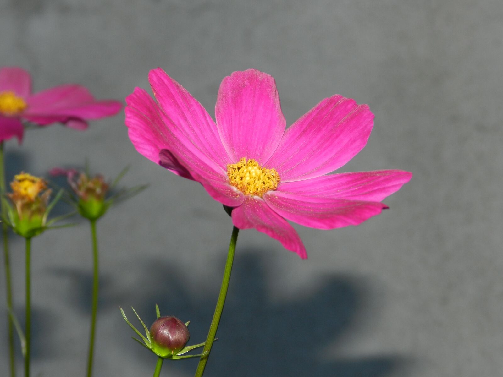 Nikon Coolpix P500 sample photo. Purple, cosmos, flowers photography