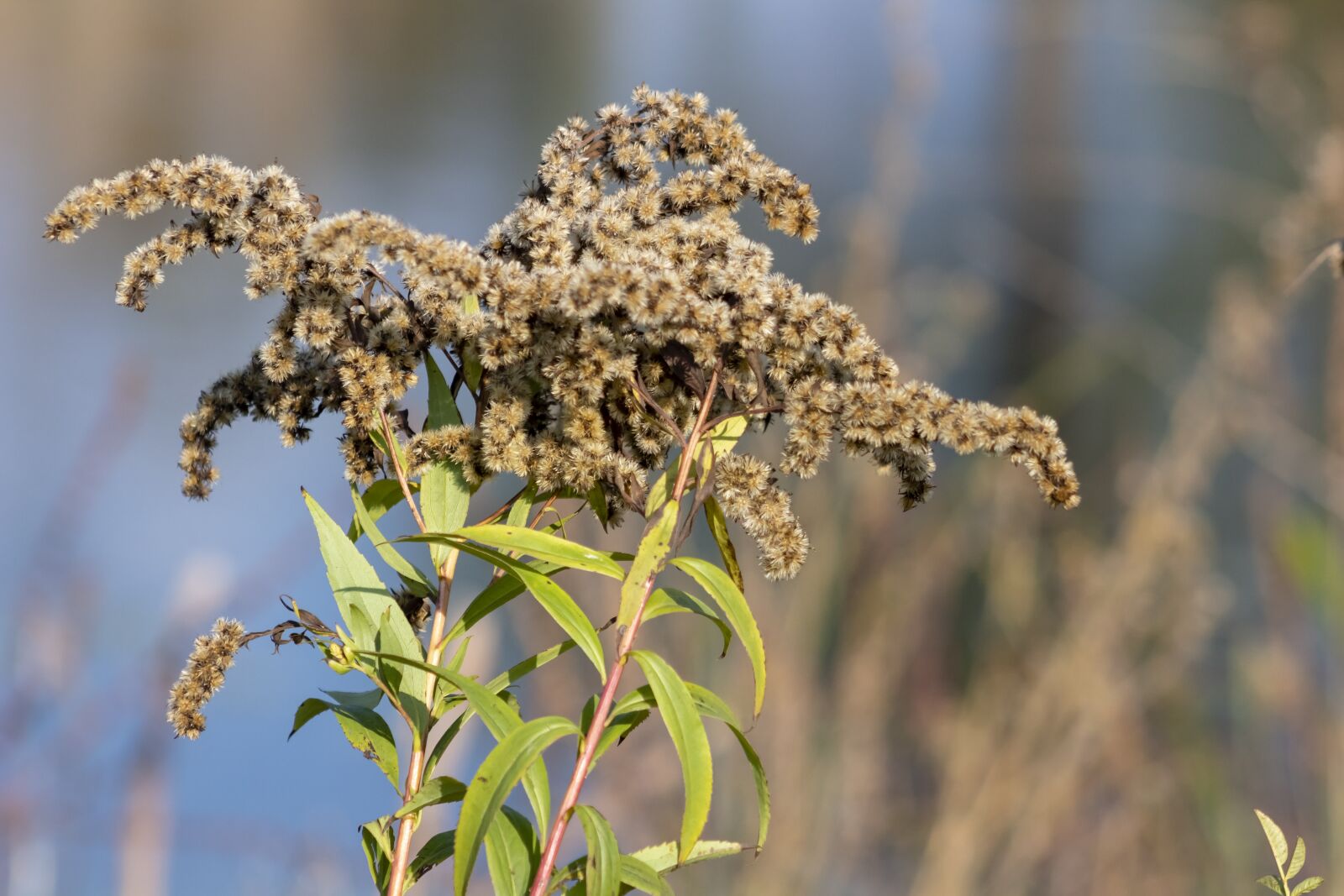 Canon EF75-300mm f/4-5.6 sample photo. Wildflower, goldenrod, meadow flower photography