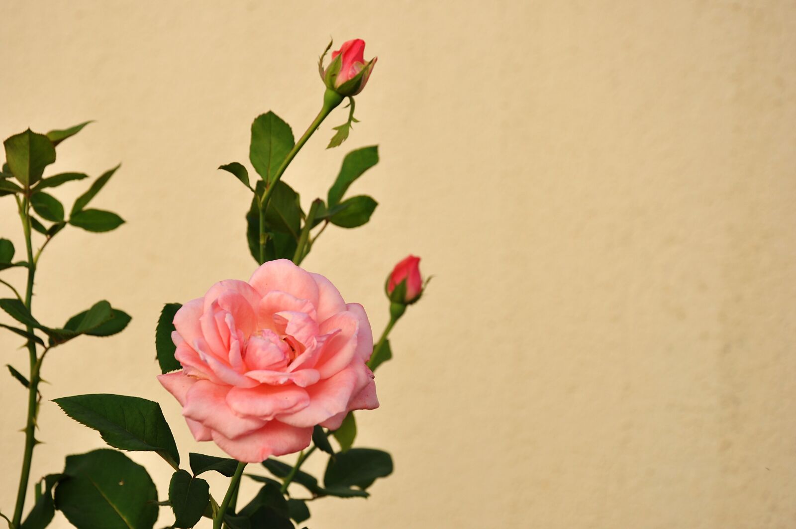 Nikon D90 sample photo. Flowers, garden, rosa photography