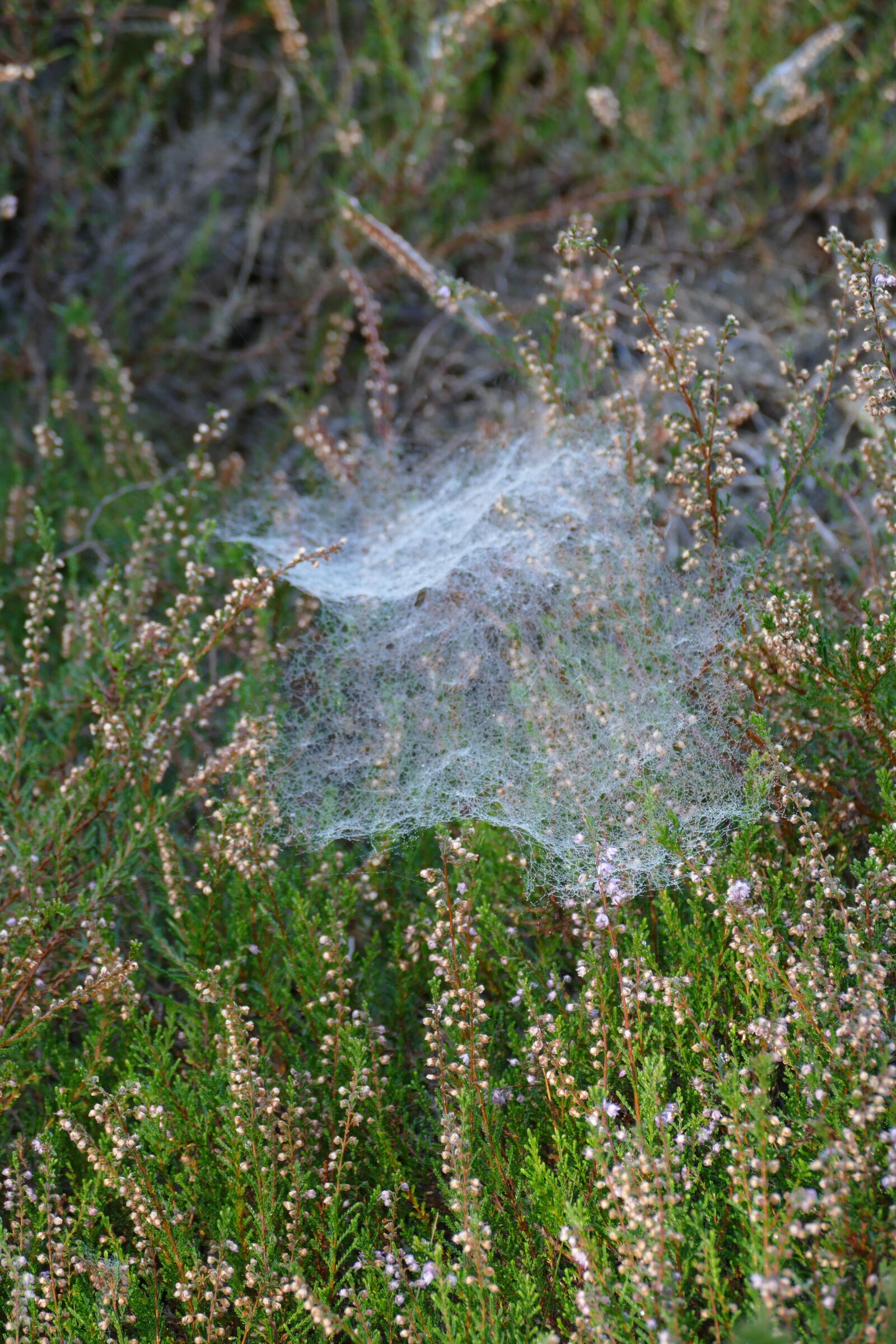 Panasonic Lumix DMC-FZ1000 sample photo. Spider web, dew, morning photography